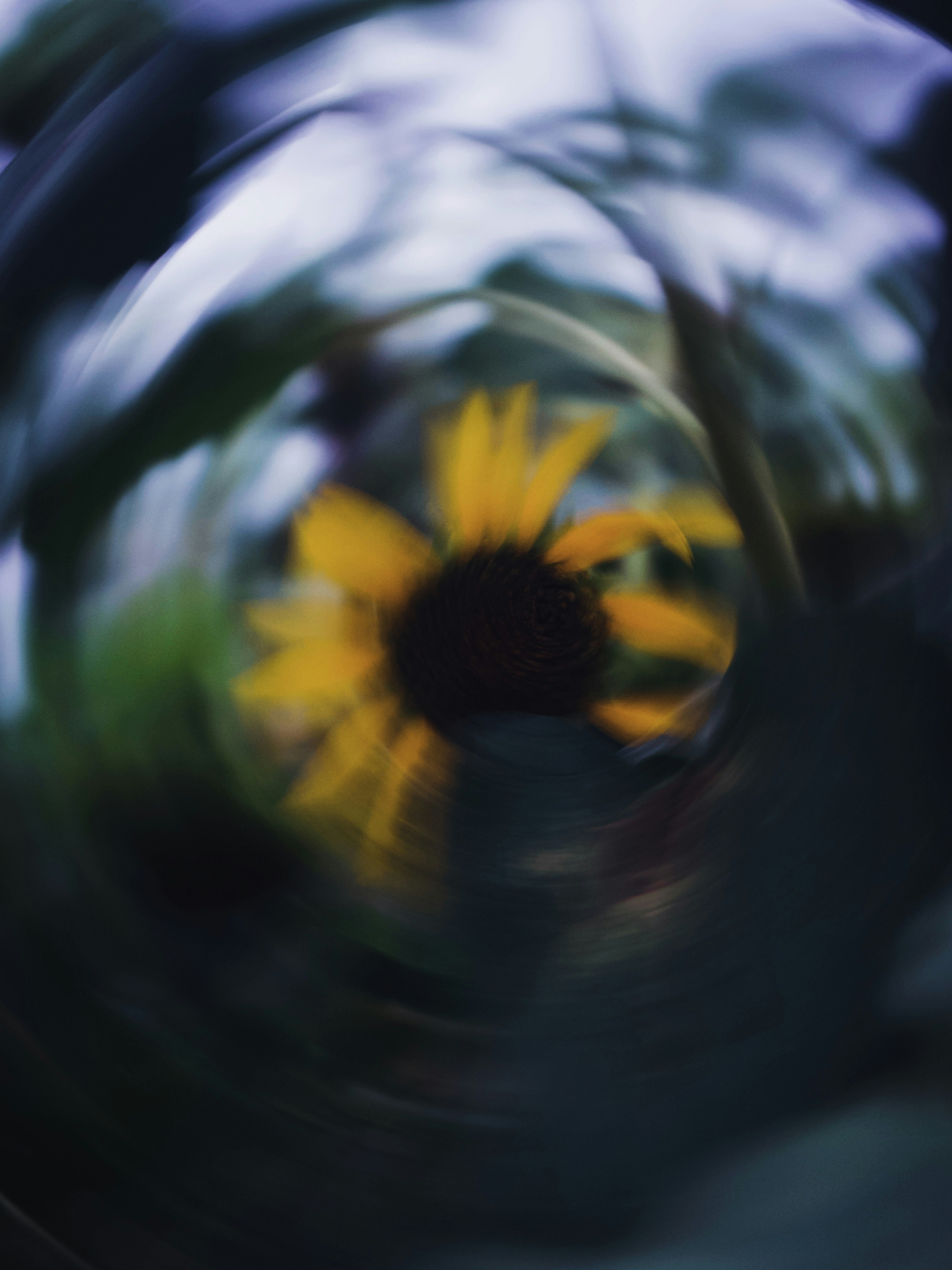 向日葵の花を望遠で流し撮りしたボケのある画像