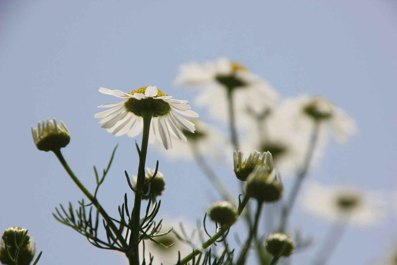 青空の下で咲く白いデイジーの花とつぼみのクローズアップ