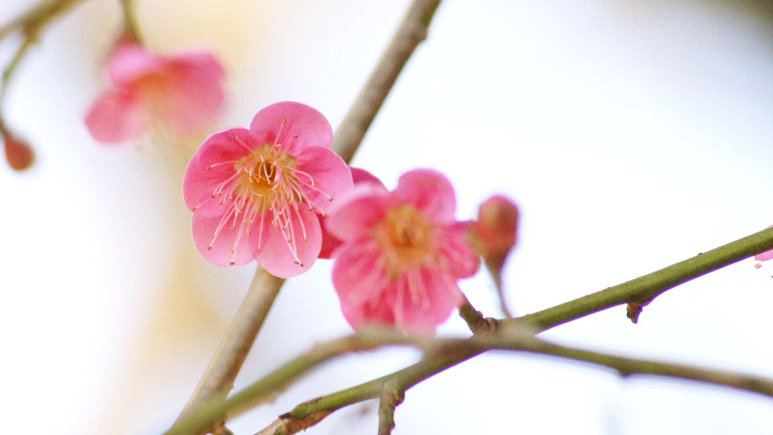 特写粉色花朵在枝条上盛开