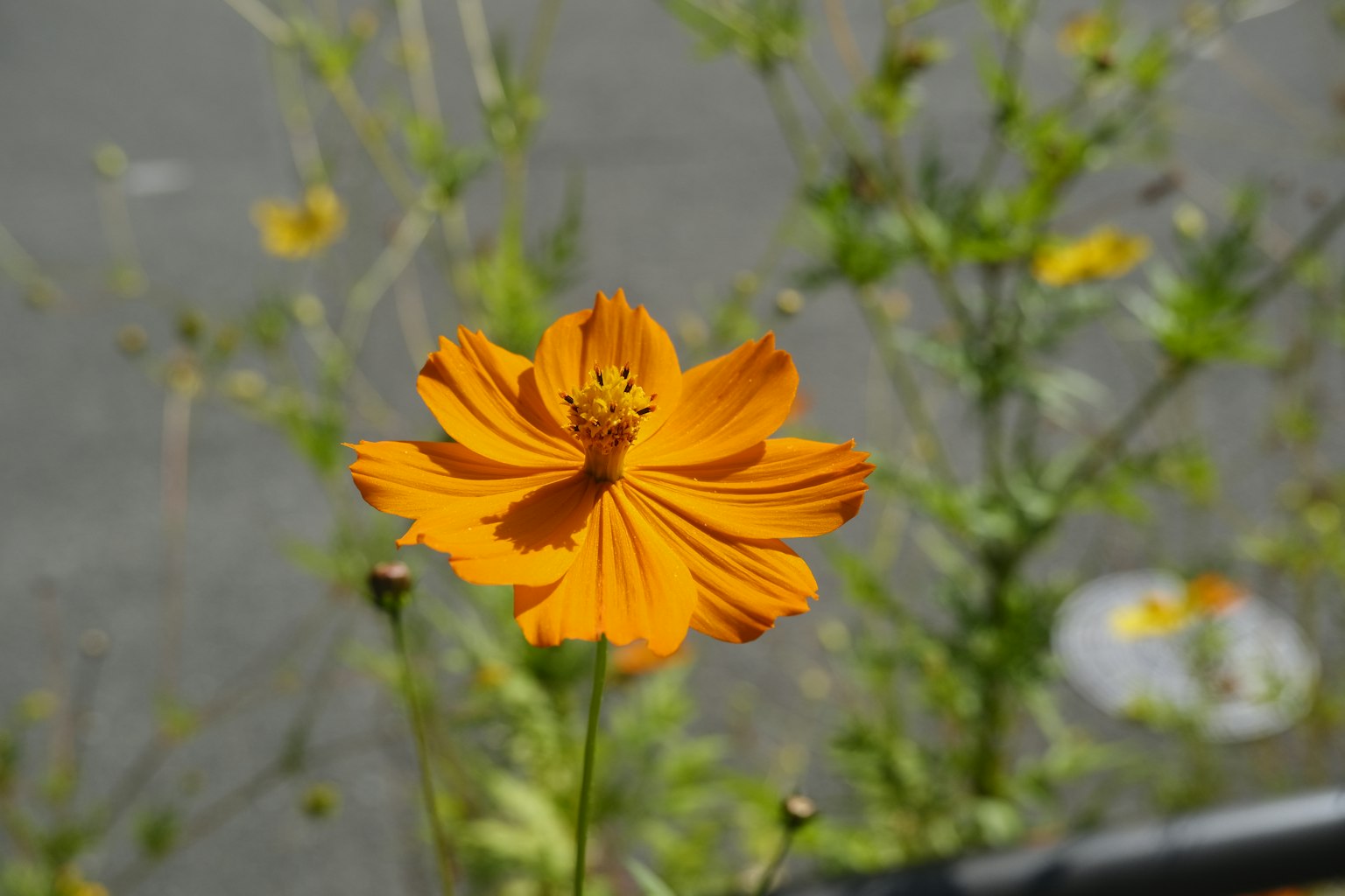 Una vibrante flor de cosmos naranja en flor con follaje verde de fondo