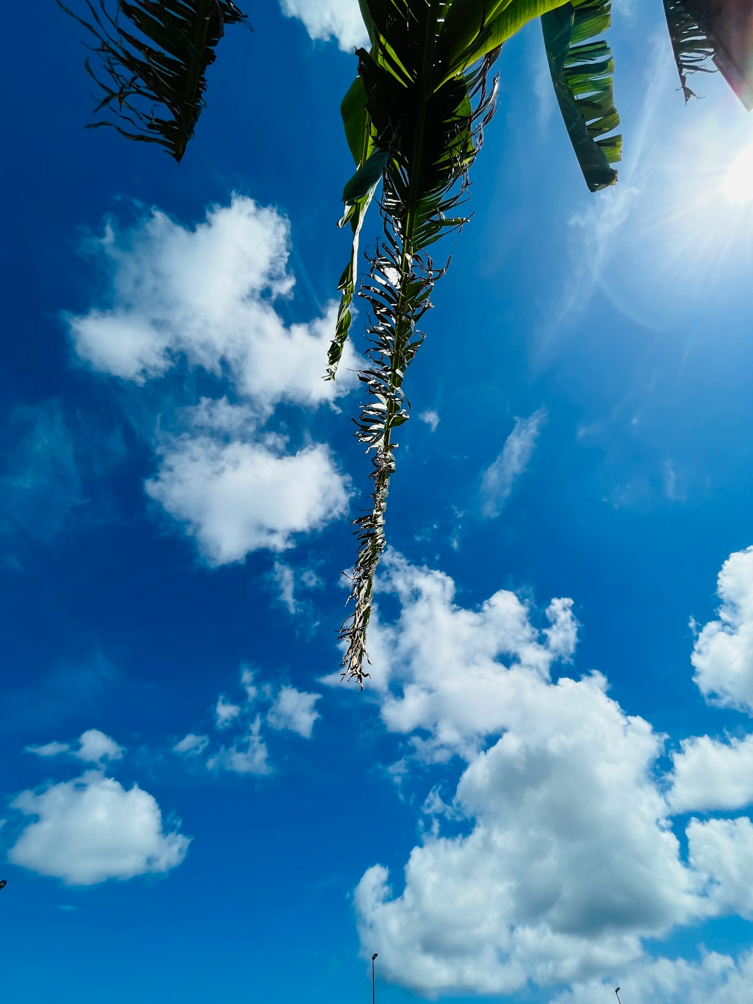 Blue sky with white clouds and banana leaves
