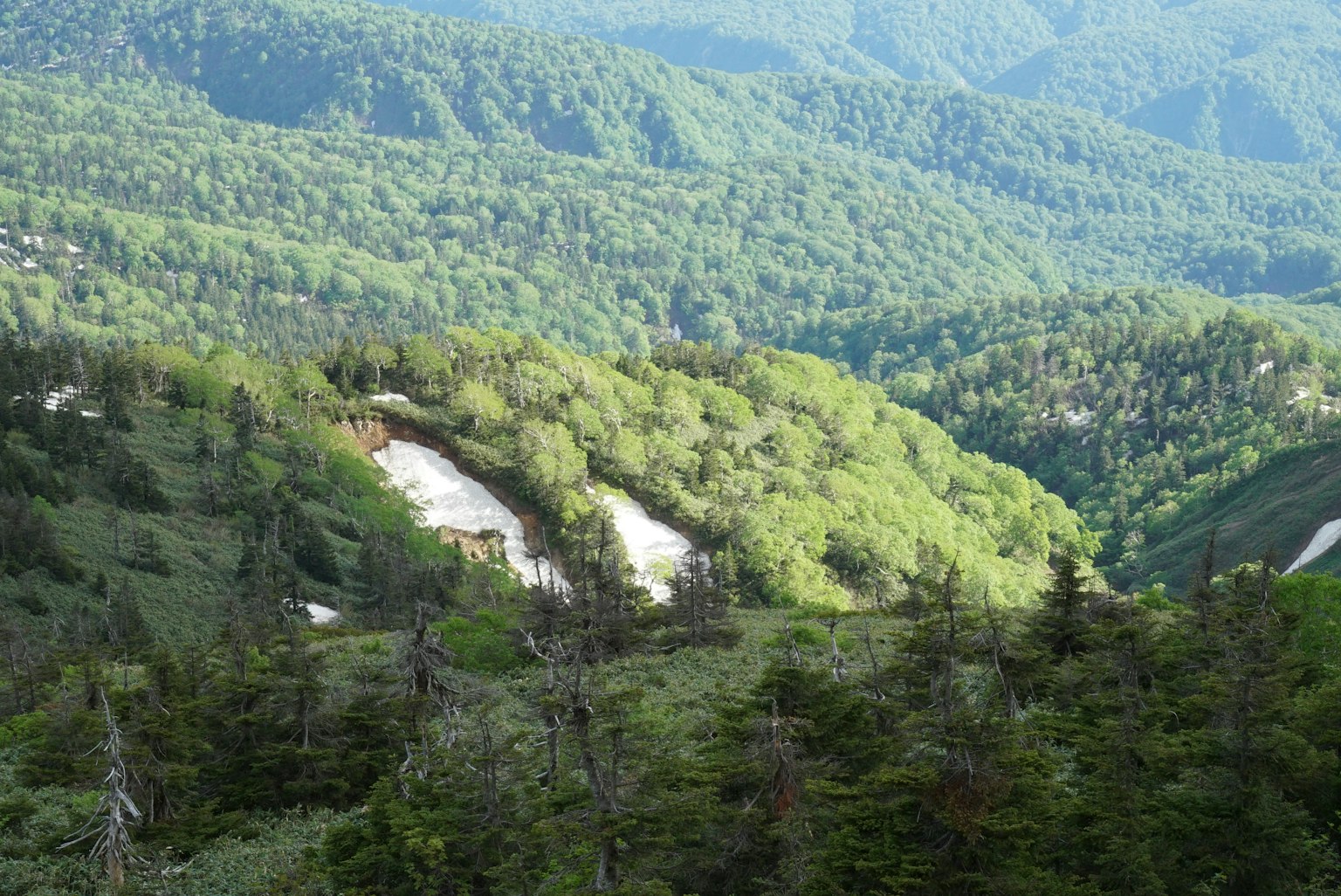 郁郁葱葱的山脉和倾斜的森林风景