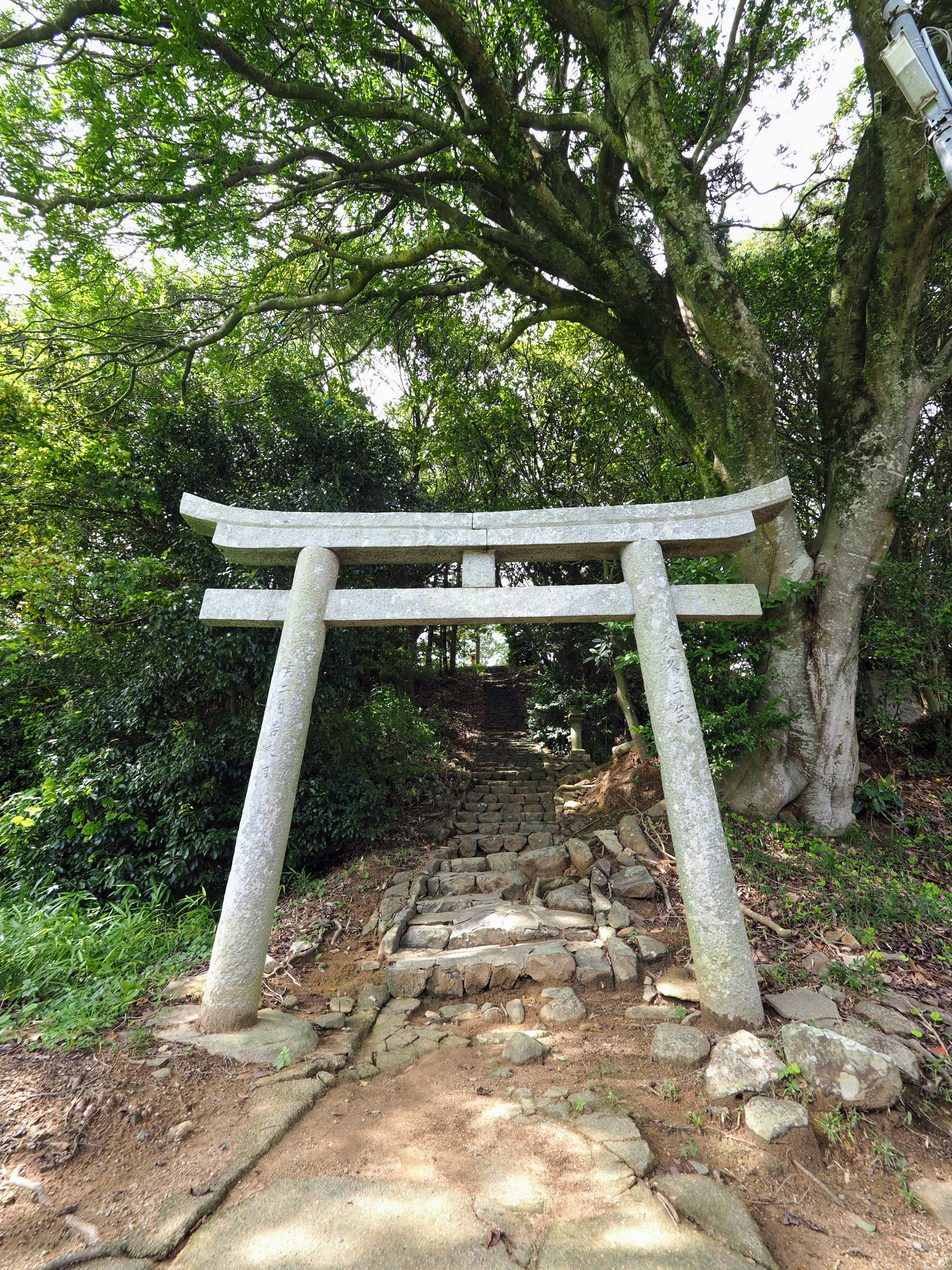 木々に囲まれた鳥居と石段の参道