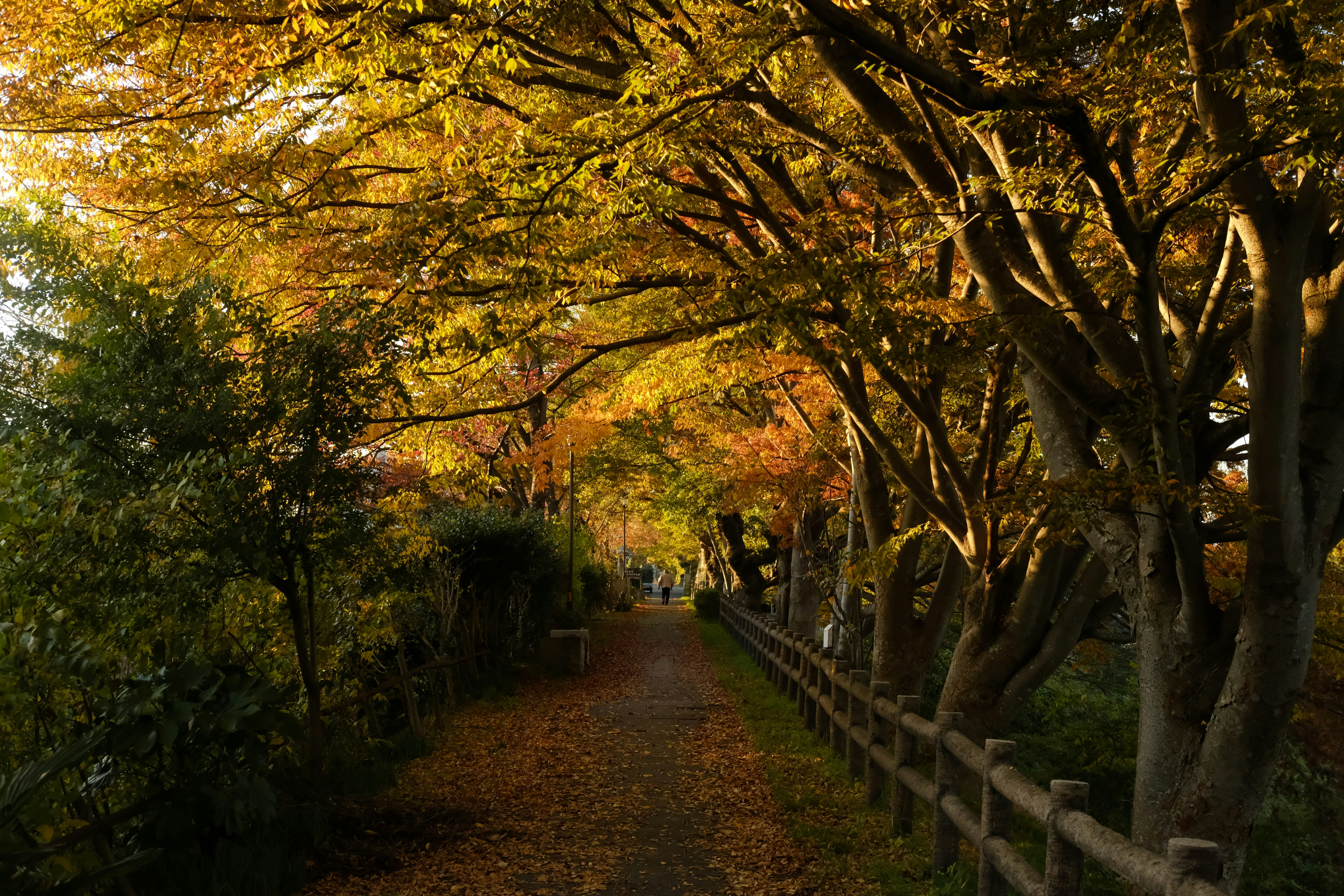 並木道を彩る紅葉の木々と柵