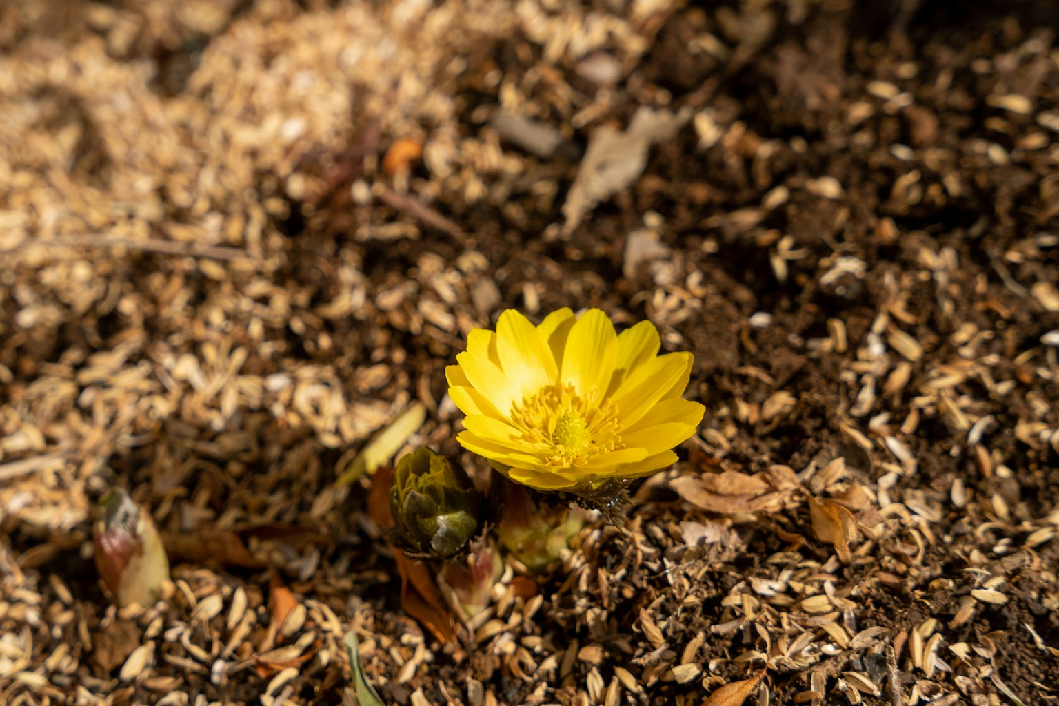 Una flor amarilla floreciendo sobre aserrín