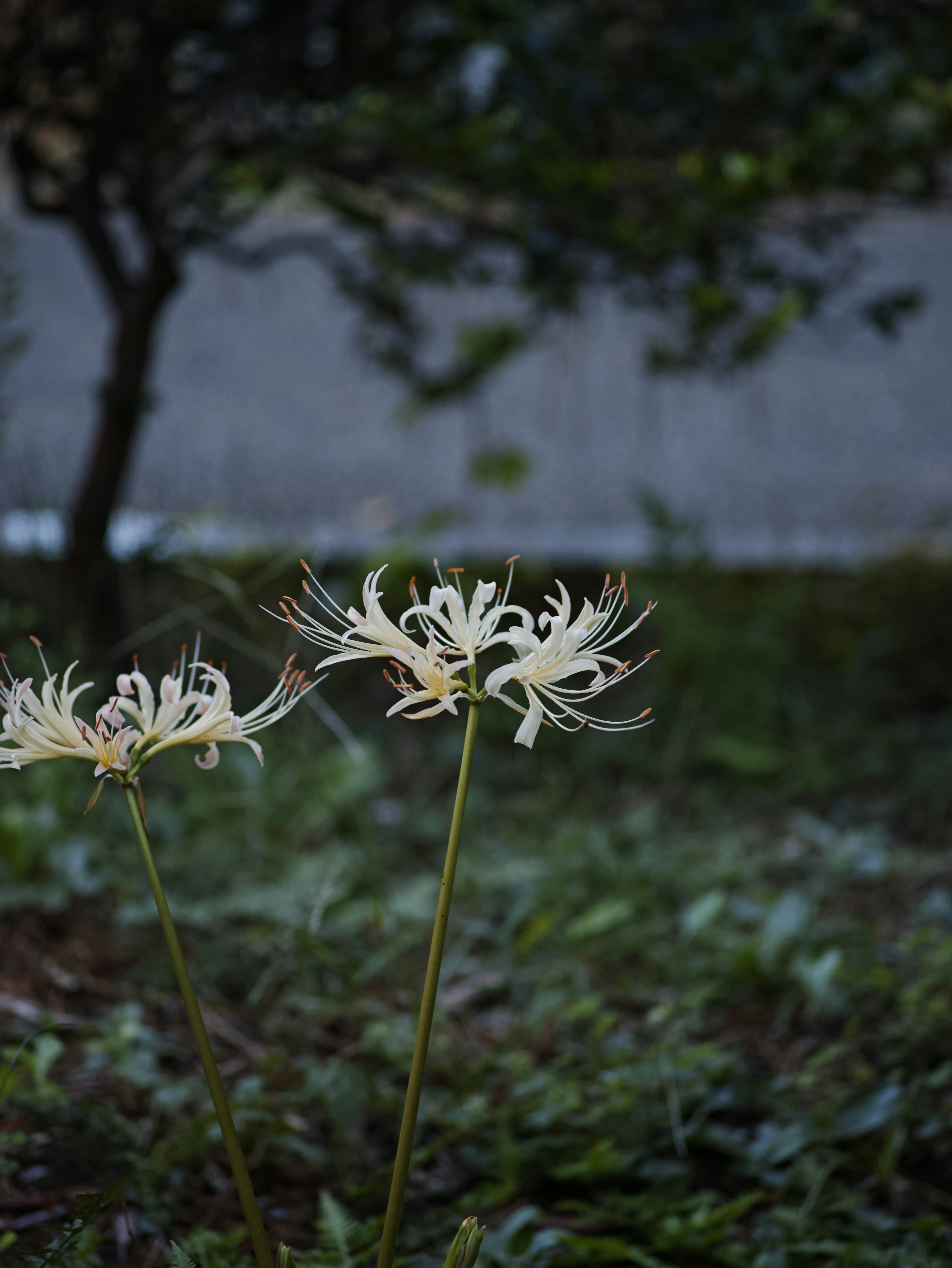 草むらに咲く白い花のクローズアップ