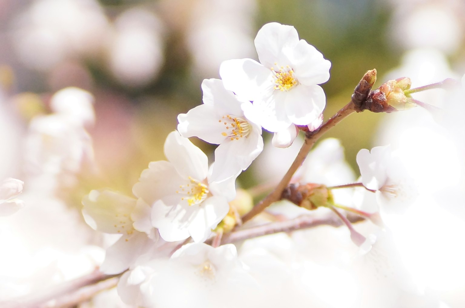 Gros plan de fleurs de cerisier avec des pétales blancs et des centres jaunes