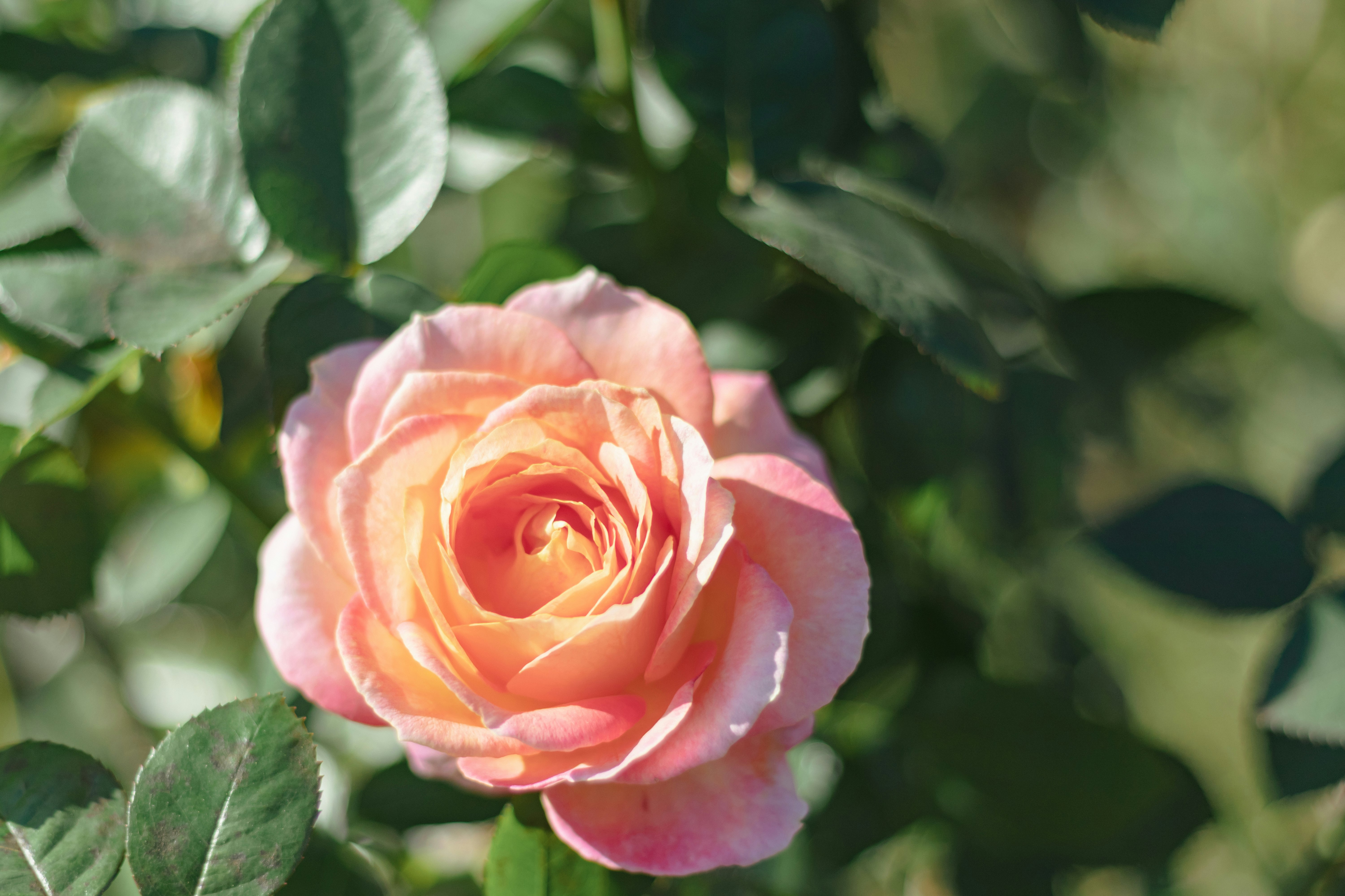 バラの花と緑の葉が寄り添う庭の風景