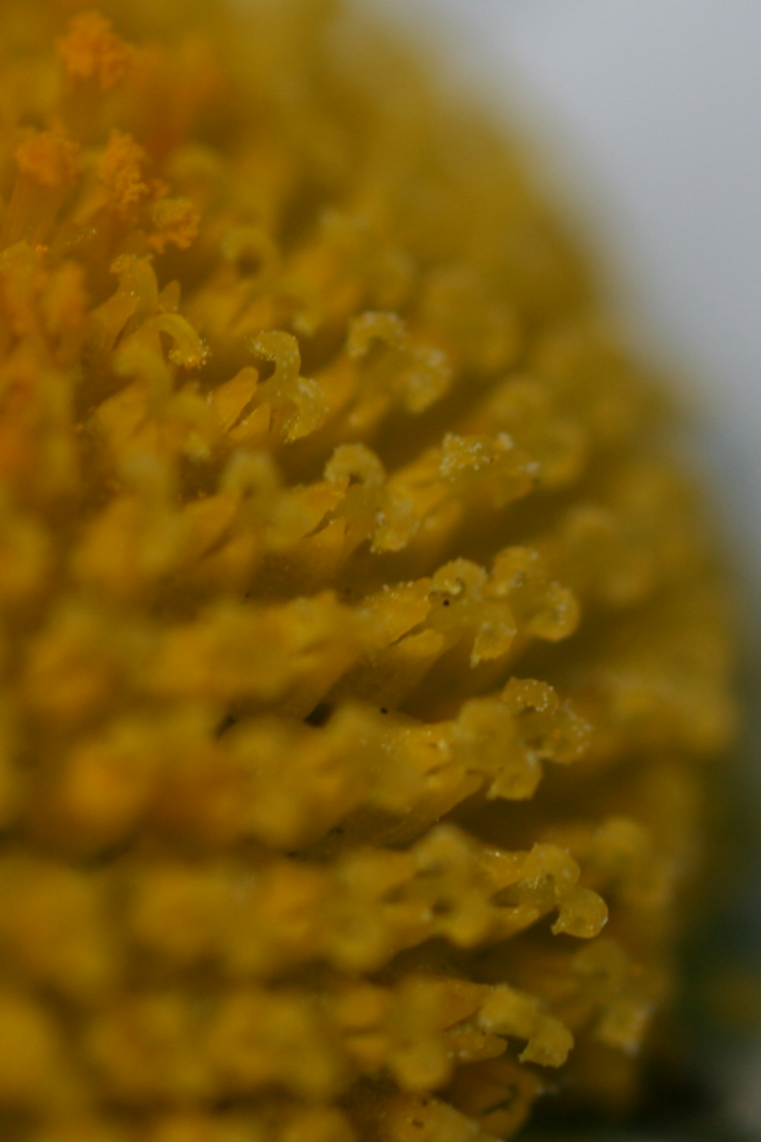 Makrofoto einer gelben Blume mit sichtbaren Blütenblattdetails