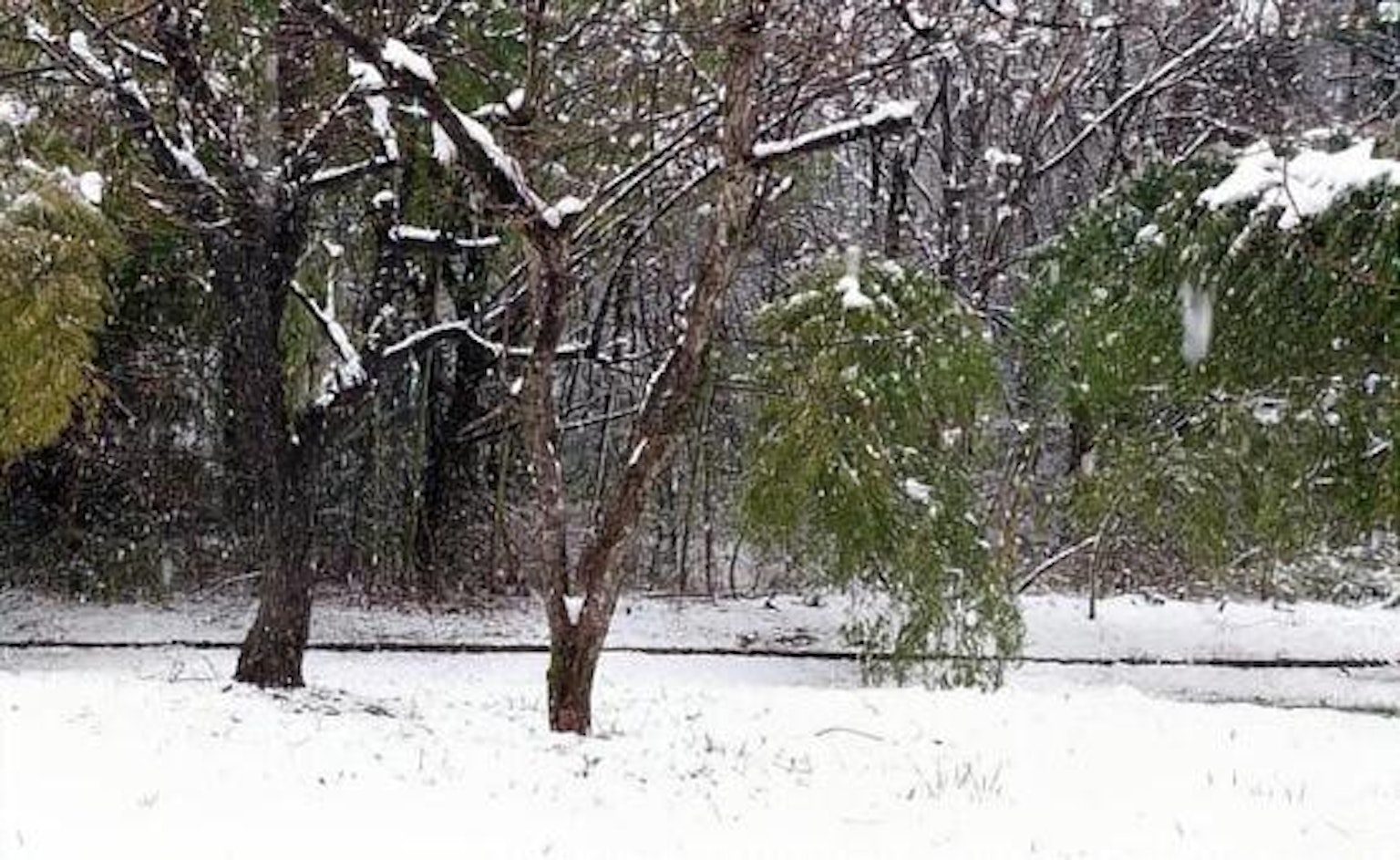 Snow-covered trees in a tranquil winter landscape