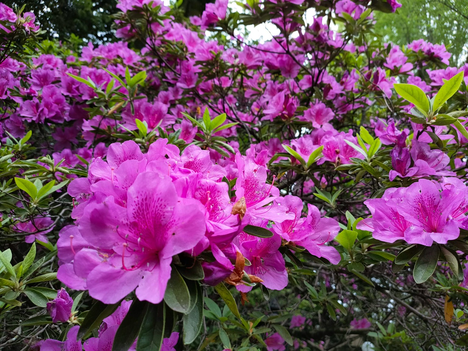 绚丽的粉色杜鹃花盛开