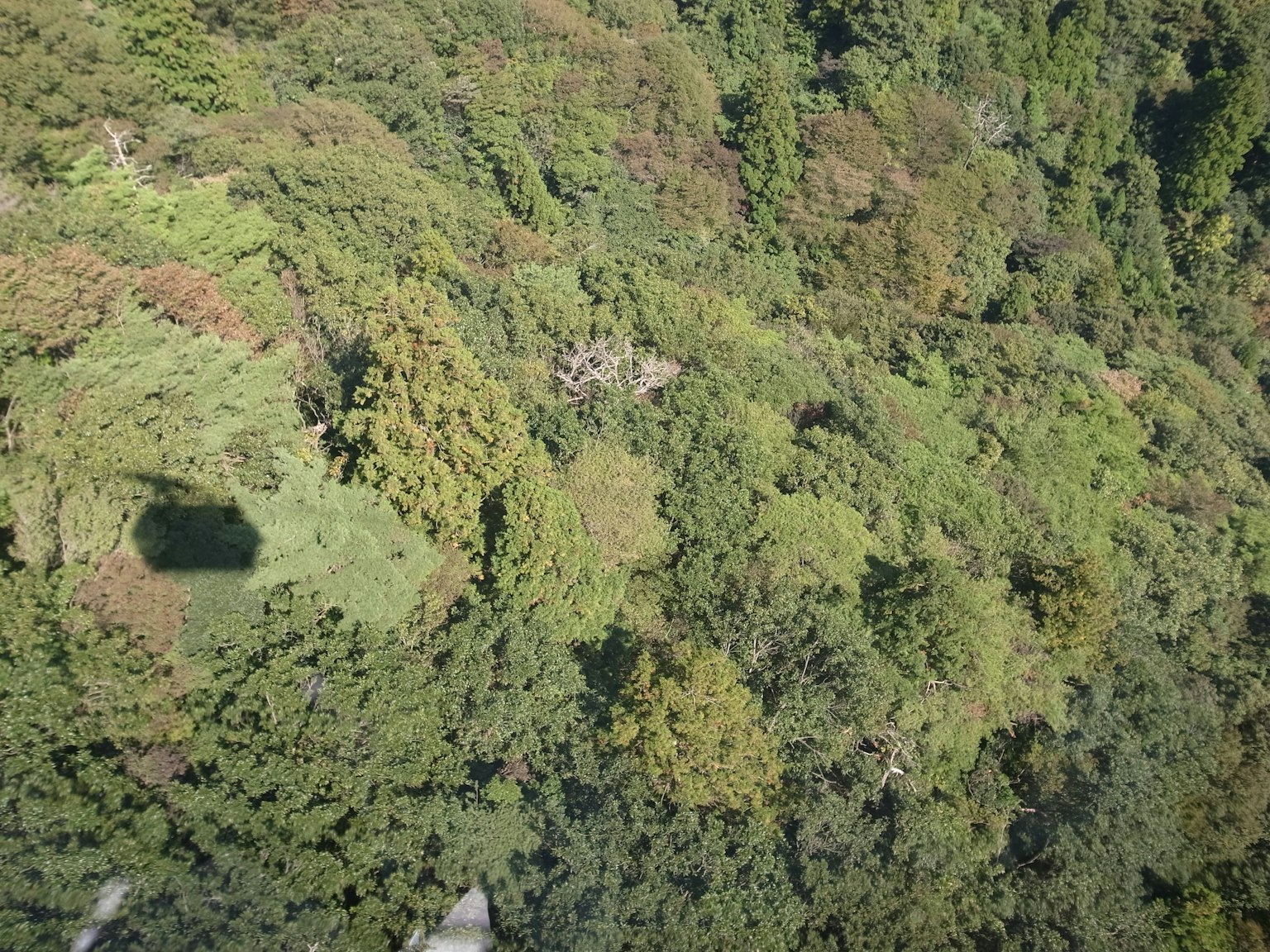 Vista aérea de un bosque frondoso que muestra varias tonalidades de follaje verde