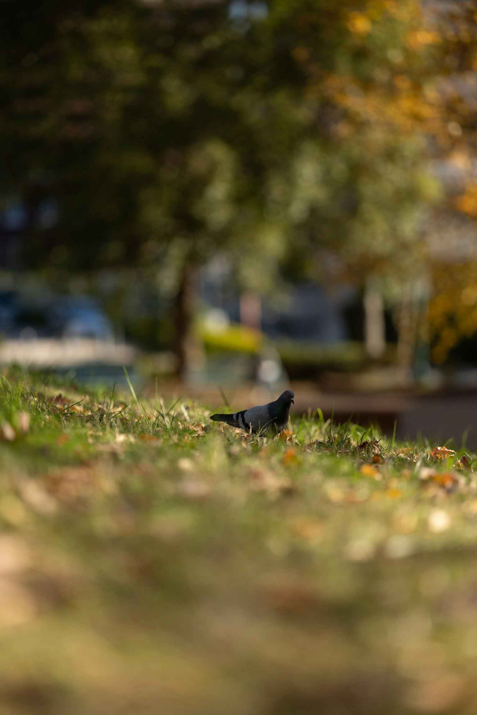 Ein schwarzer Vogel auf dem Gras in einem Herbstpark
