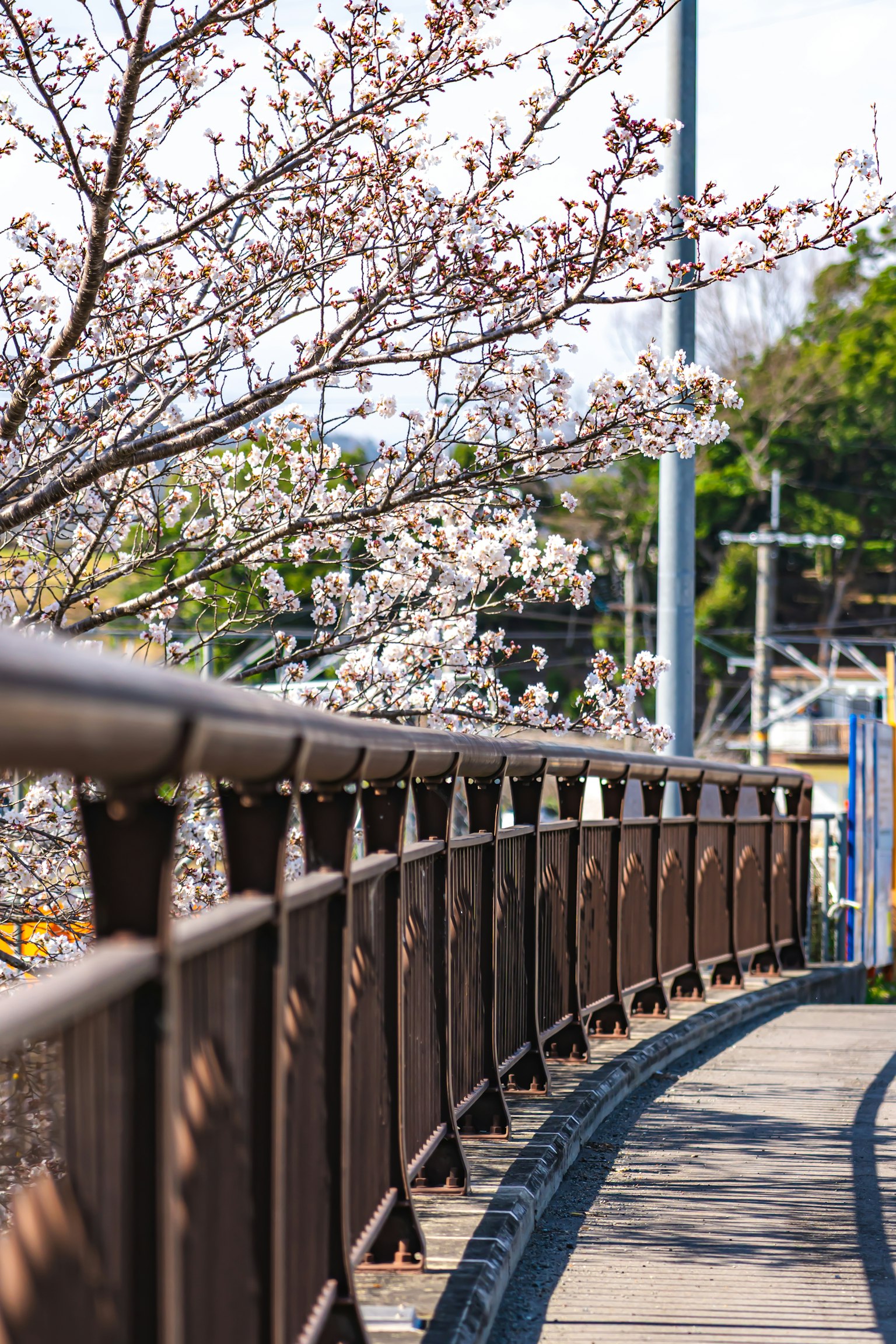 Vue pittoresque d'un pont avec des cerisiers en fleurs rambarde courbée
