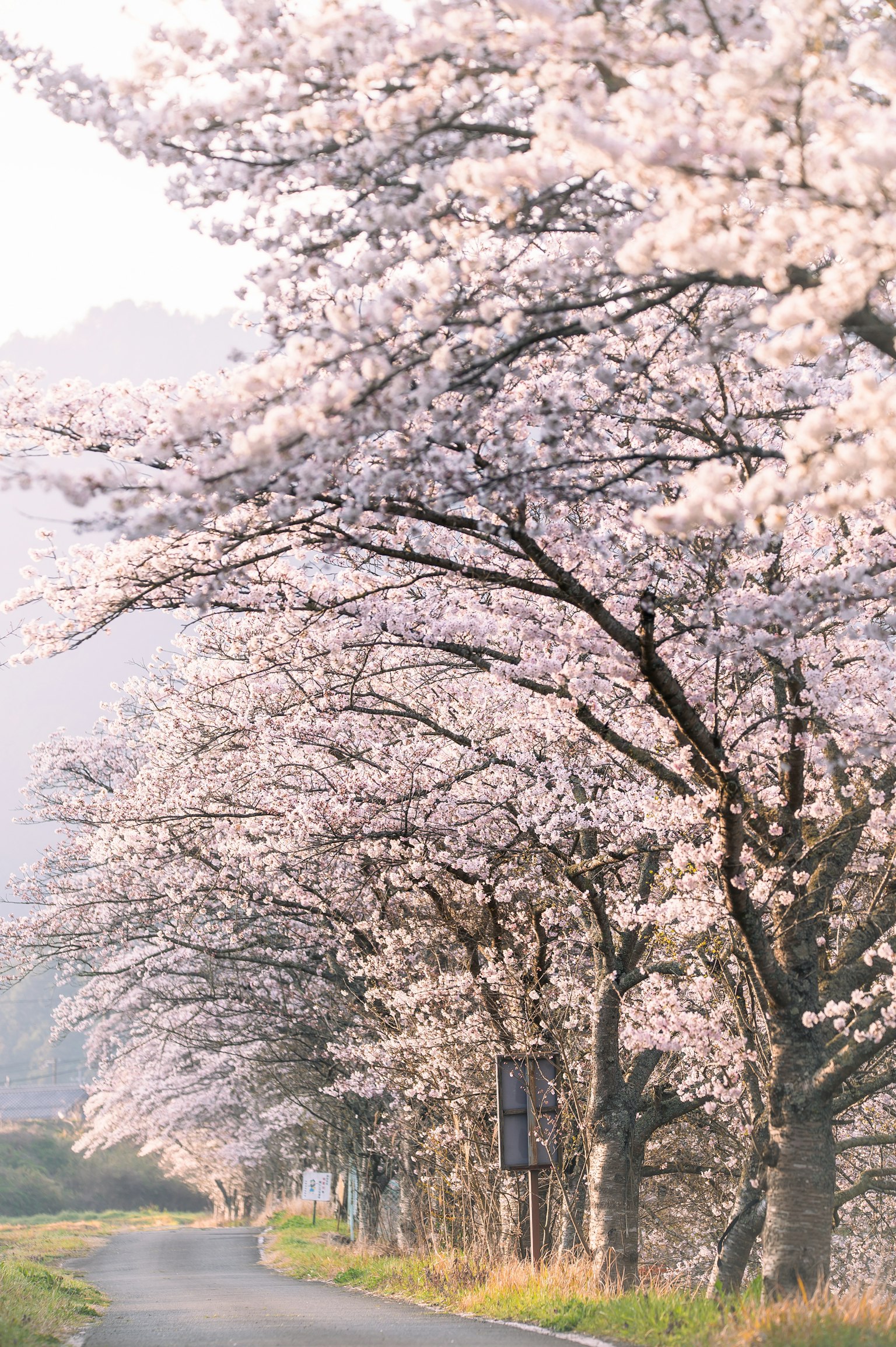 도로를 따라 늘어선 벚꽃 나무의 경치