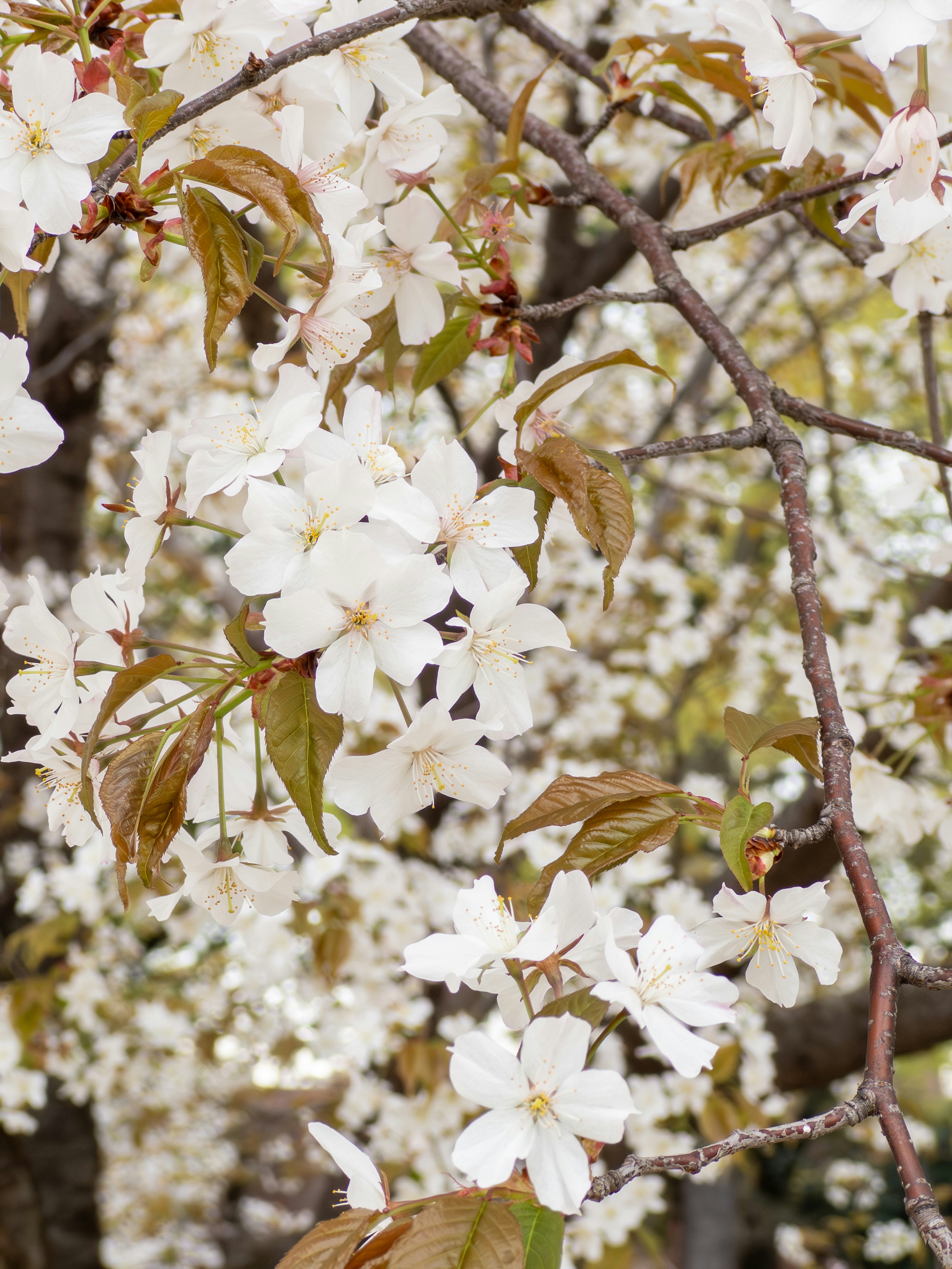 Fleurs de yamazakura de Yoshino sur une branche