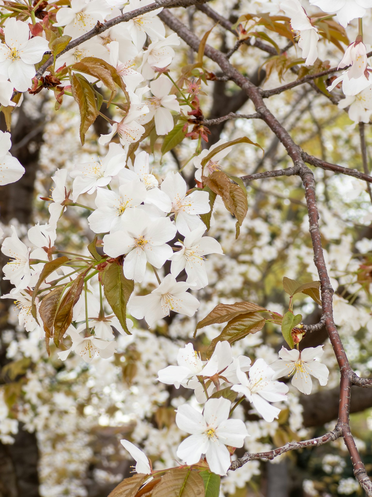 Gros plan de fleurs de cerisier blanches sur une branche d'arbre