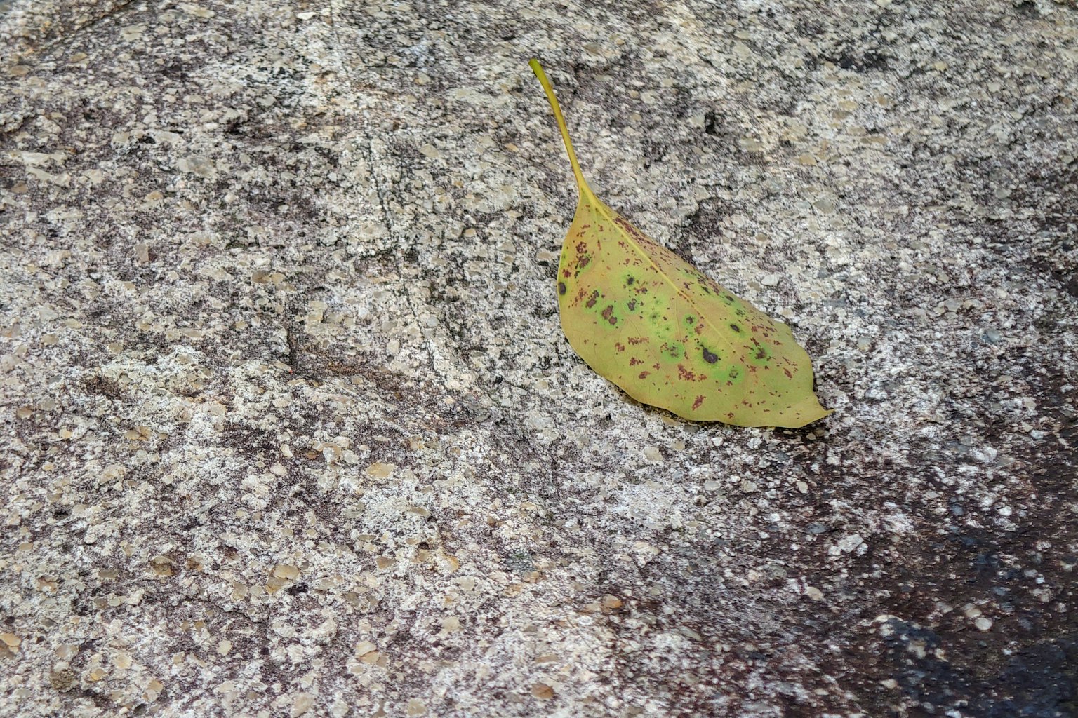 A green leaf resting on a rocky surface