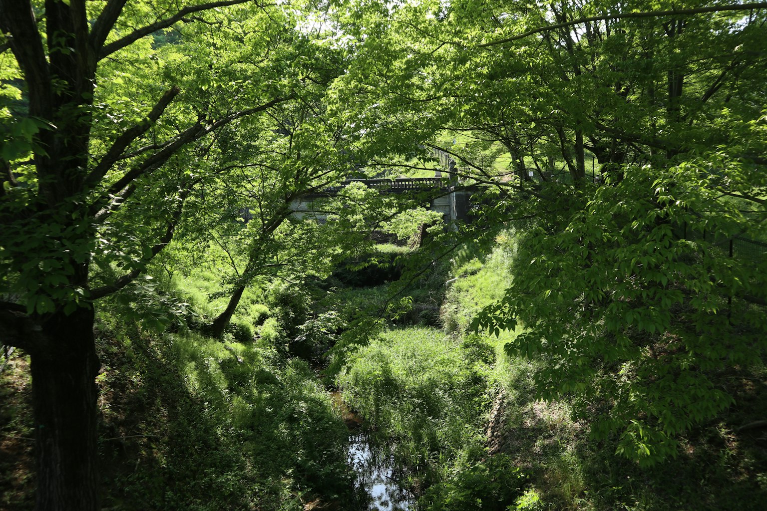 Vista panoramica di un torrente circondato da alberi verdi