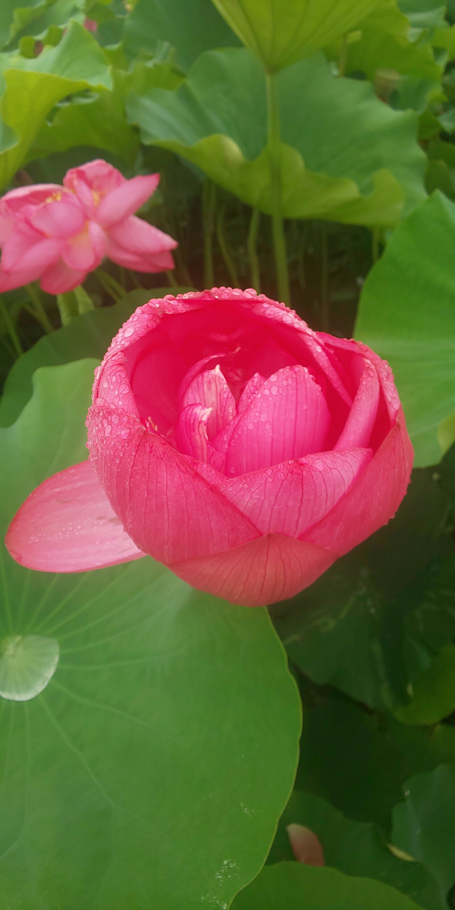 Hermosa flor de loto rosa con hojas verdes