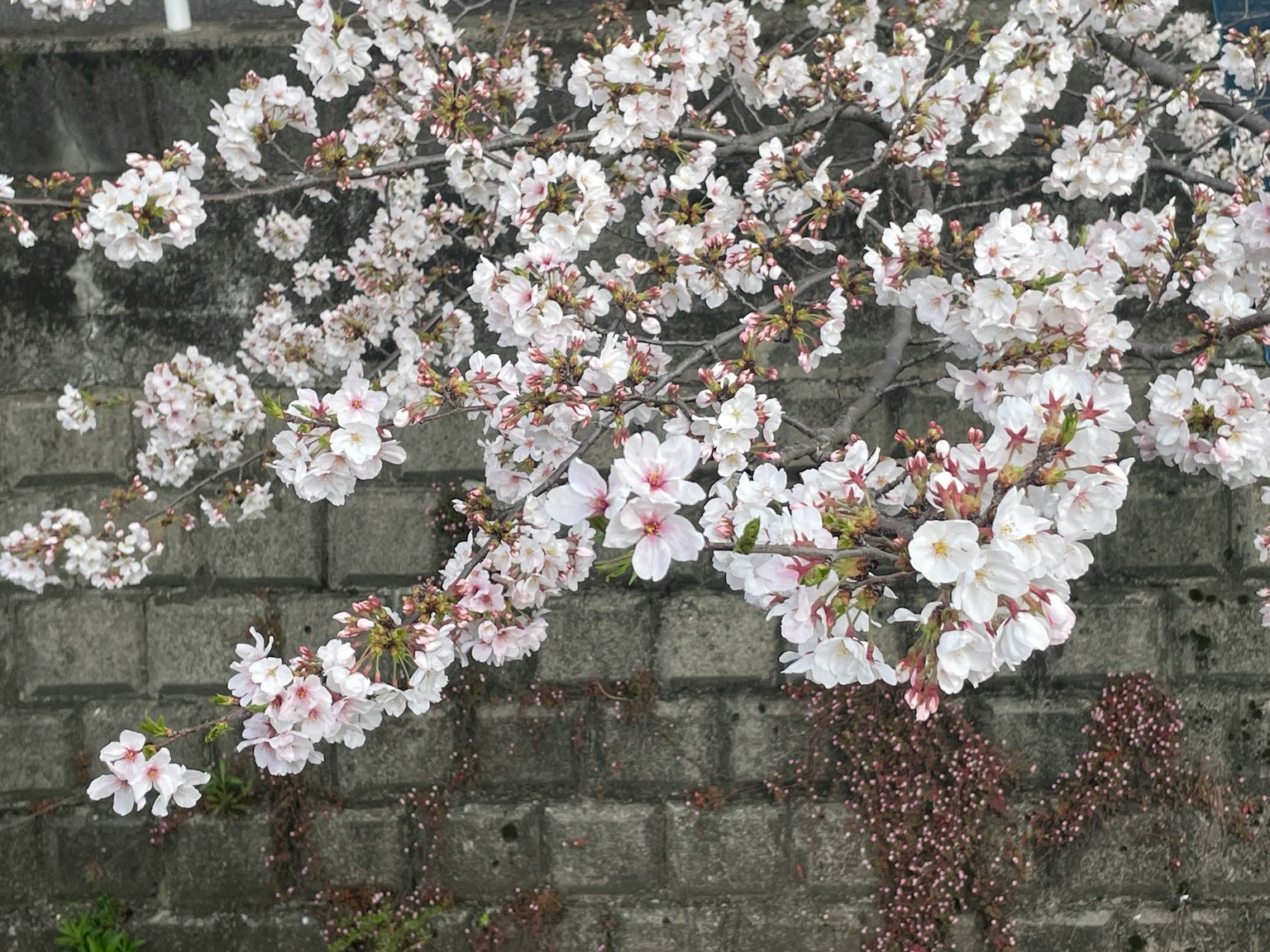 Cabang bunga sakura dengan bunga pink di latar dinding beton