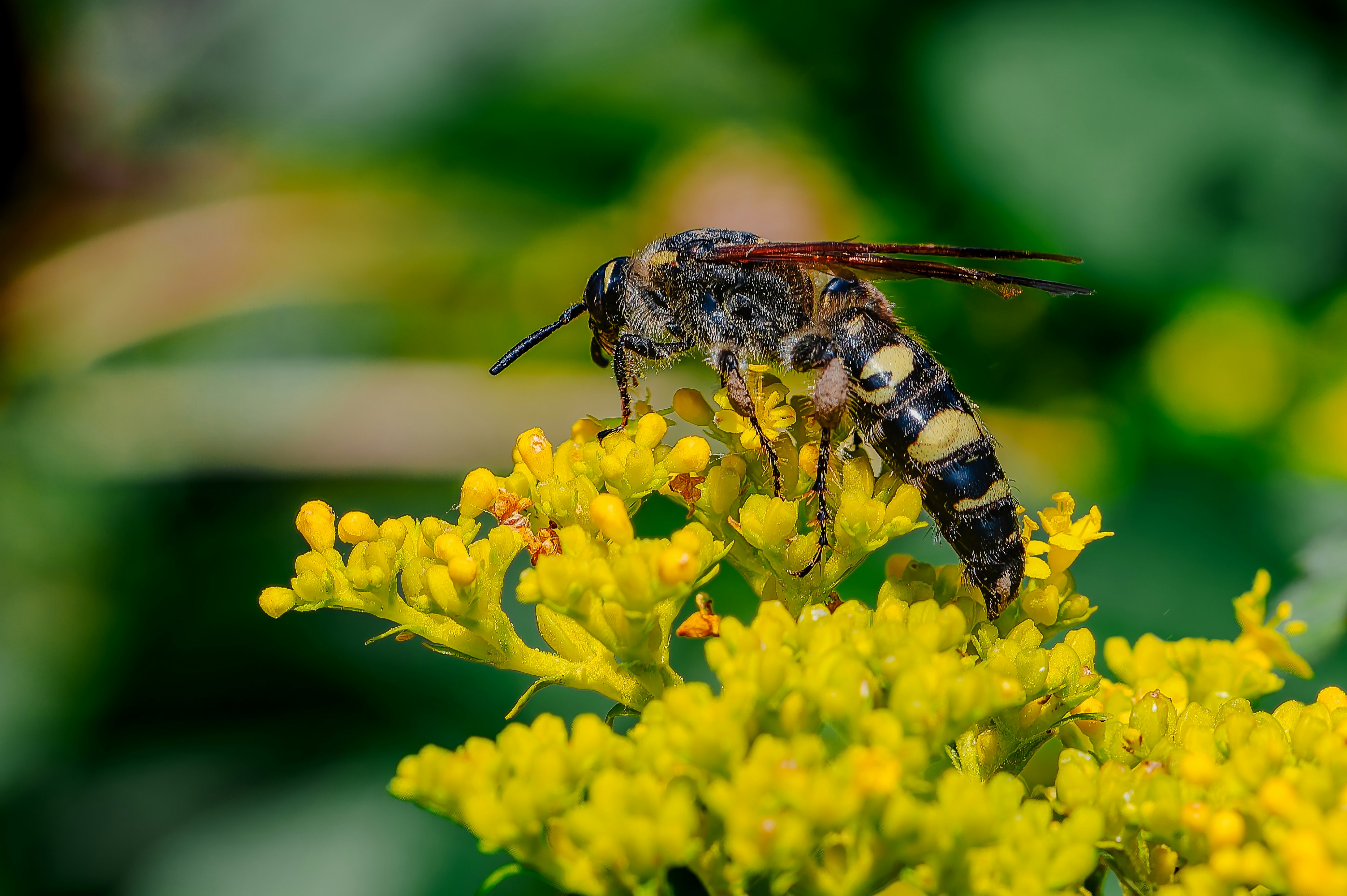image macro d’un insecte posé sur des fleurs jaunes