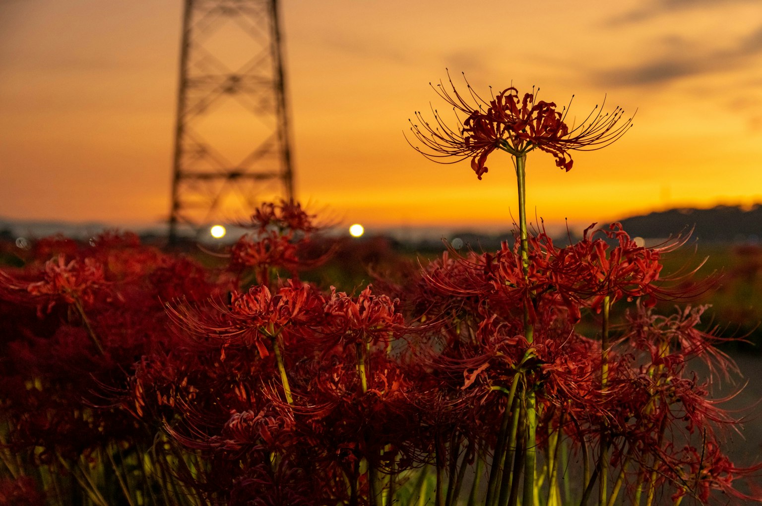 Lirios rojos frente a un cielo de atardecer y líneas eléctricas