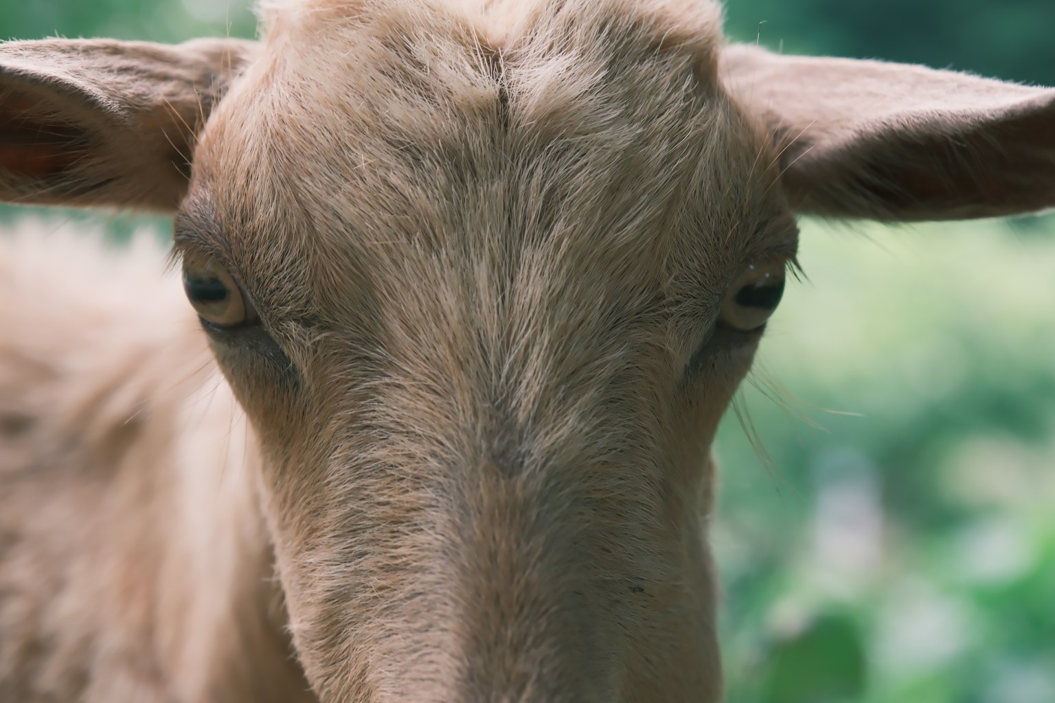 Gros plan sur le visage d'un mouton avec de la fourrure douce et des yeux calmes