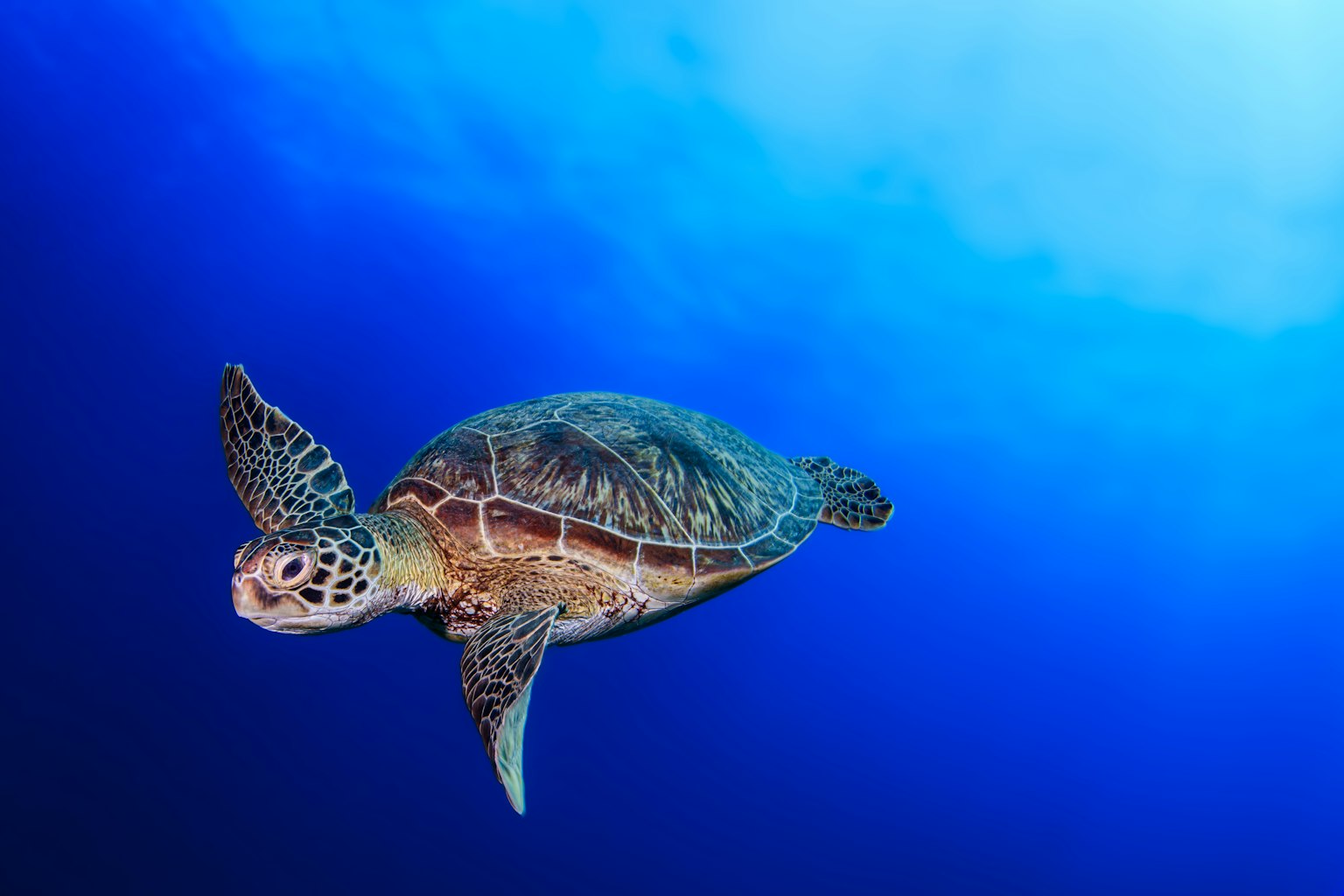 Una bella tartaruga marina che nuota nell'oceano blu