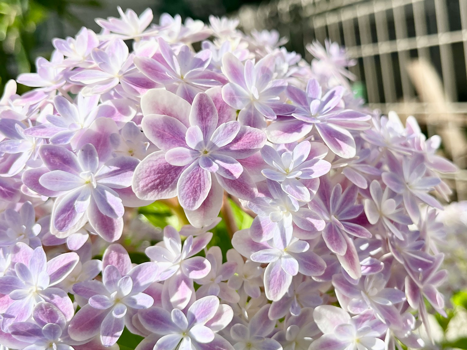 Racimo de delicadas flores moradas en plena floración