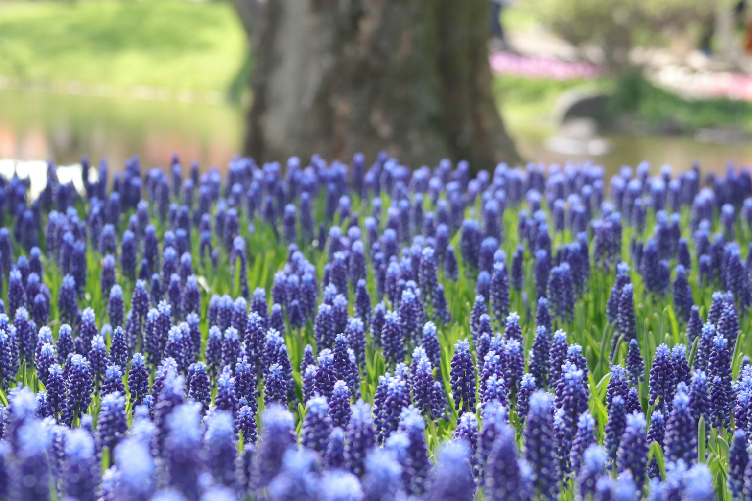 Eine schöne Landschaft voller lila Blumen