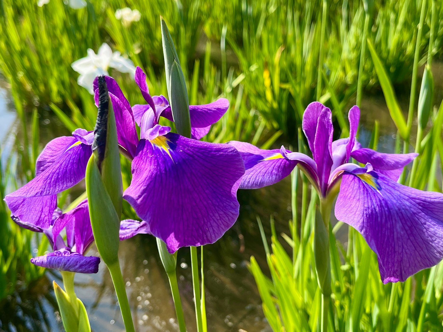 Flores moradas floreciendo junto al agua