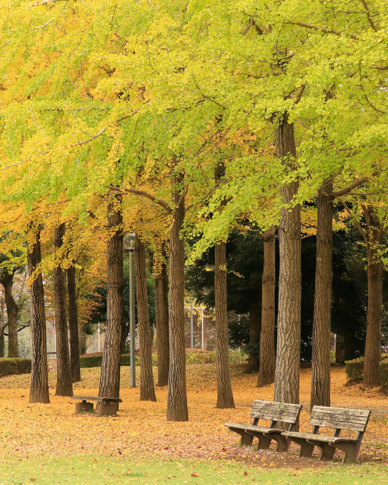 Herbstpark mit gelbblättrigen Bäumen und Bänken
