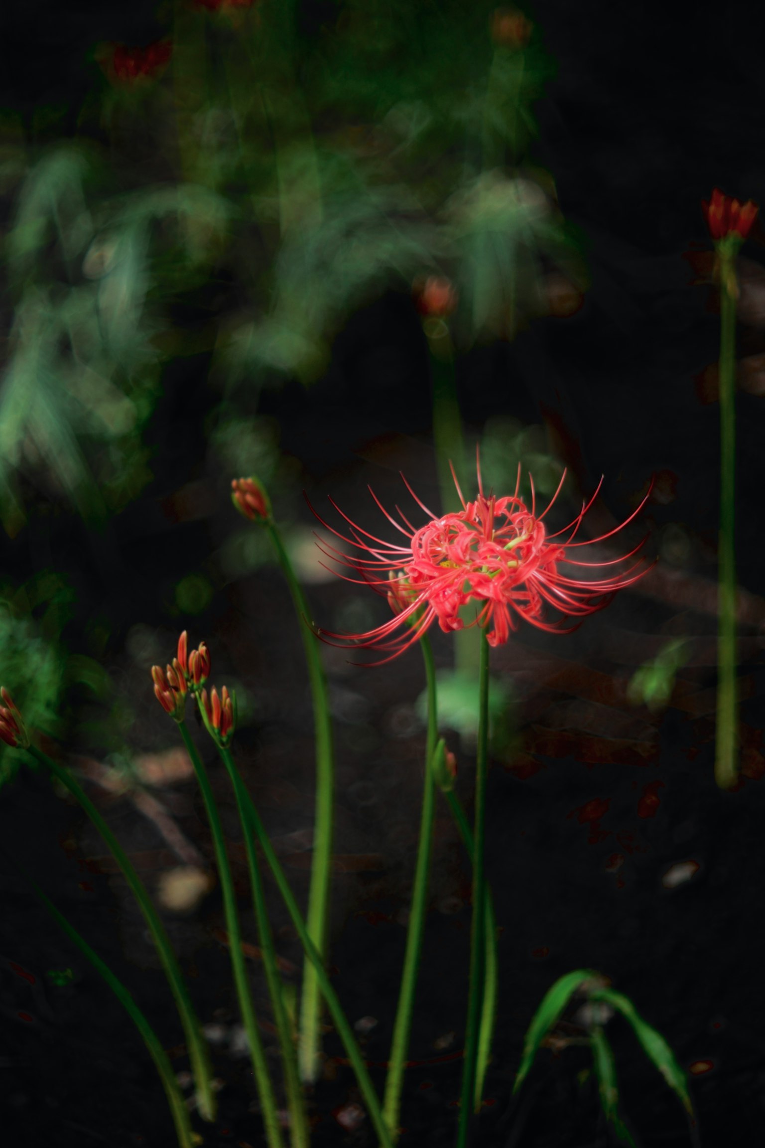 Scena con un fiore rosso che spicca su uno sfondo scuro