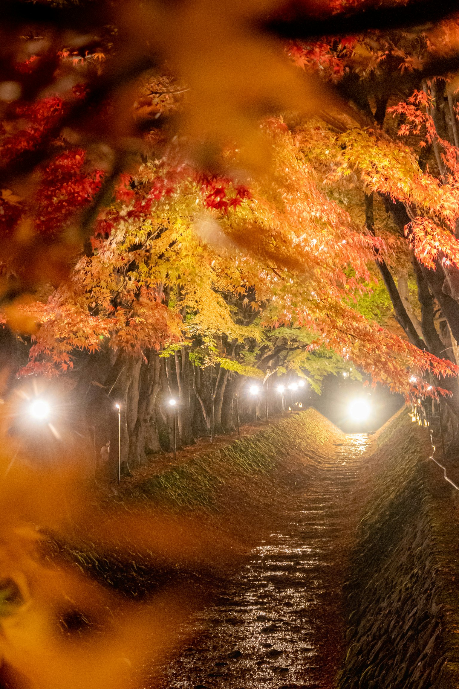 Pathway surrounded by autumn leaves illuminated by lights
