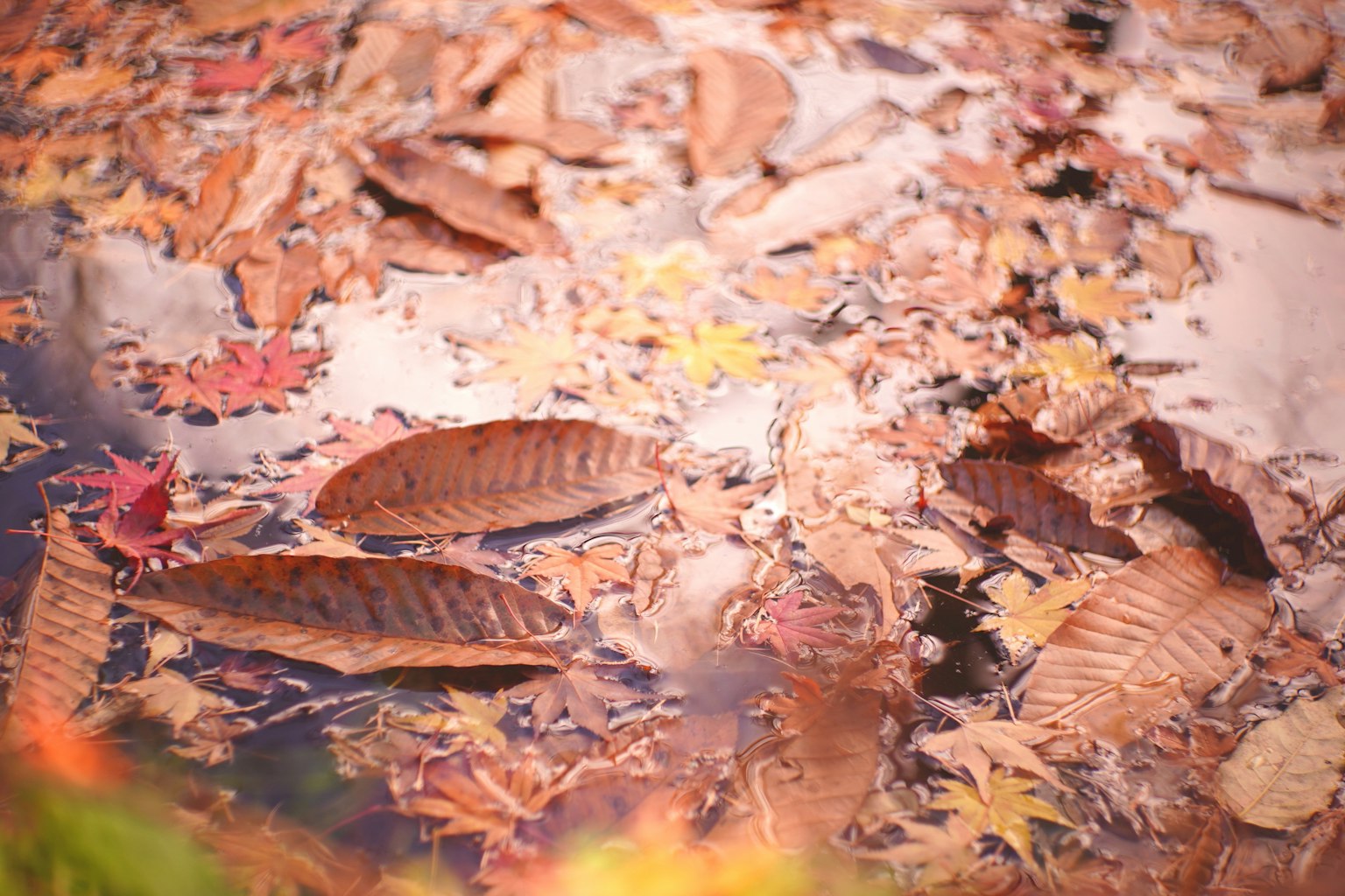 Collection of autumn leaves floating on the water surface