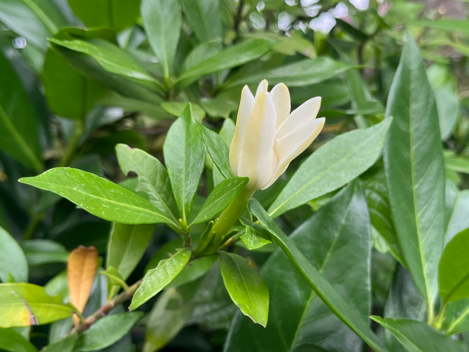 Cận cảnh hoa trắng với lá xanh