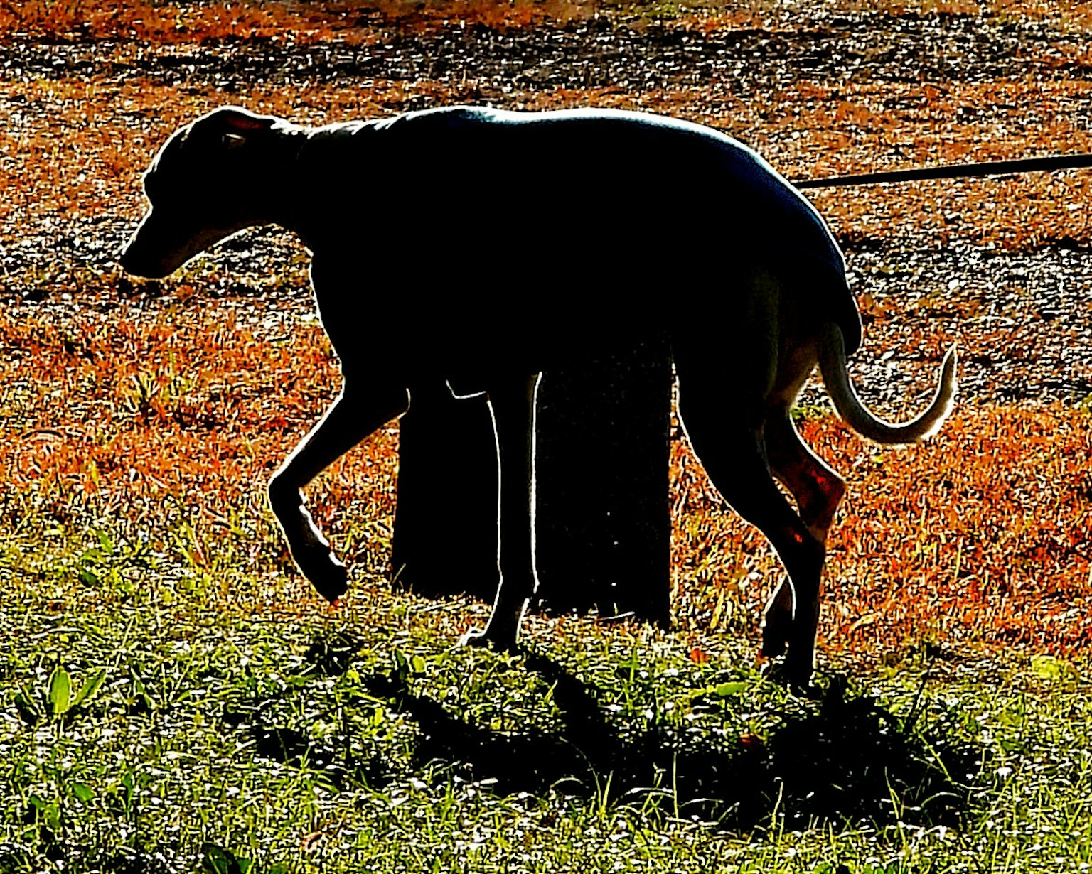 シルエットの犬が草の上を歩いている
