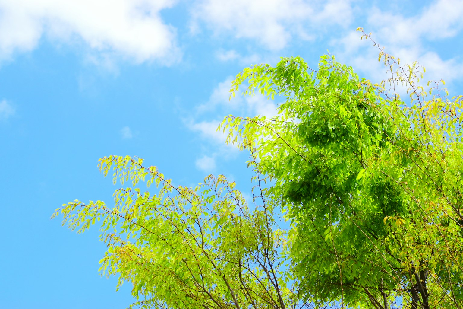 Feuilles de bambou vert luxuriant contre un ciel bleu clair