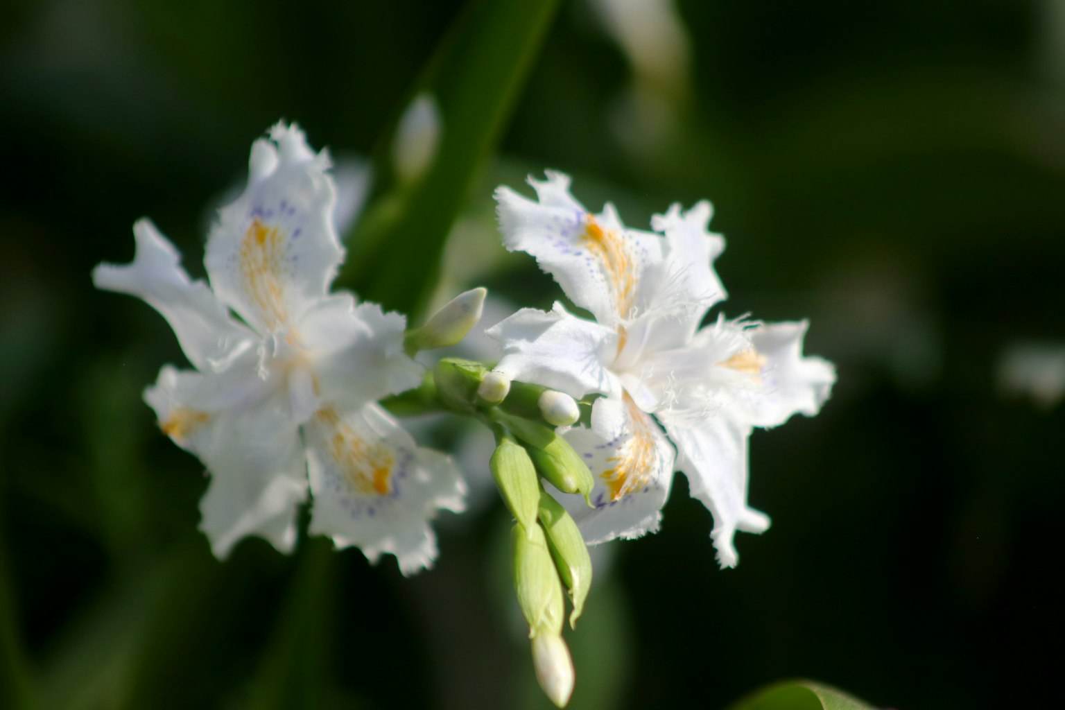 Gros plan d'une plante avec des fleurs blanches