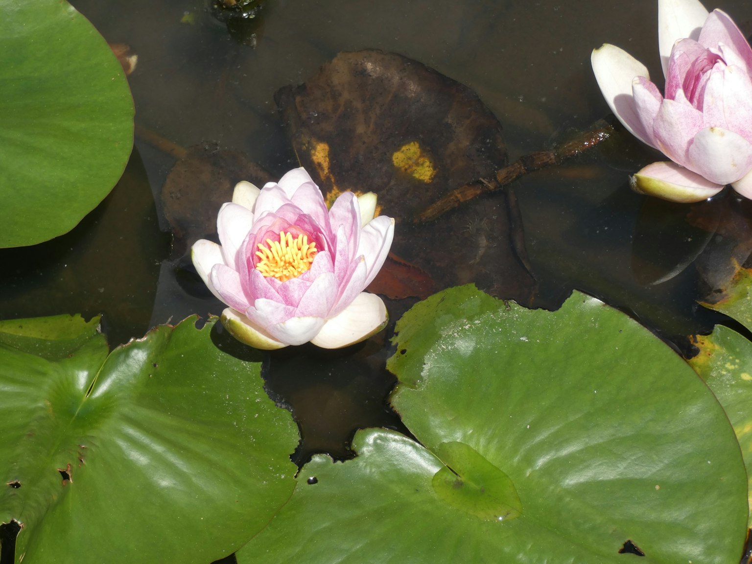 Nénuphars roses flottant à la surface d'un étang avec des feuilles vertes