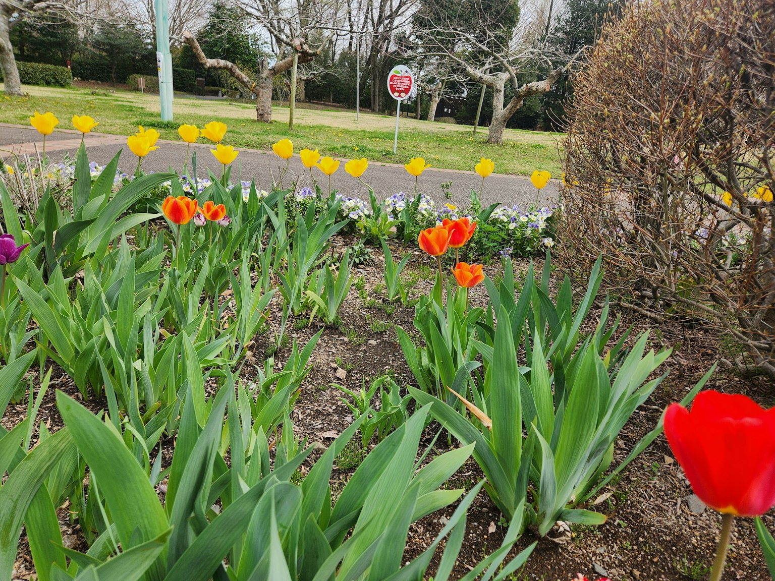 Tulip berwarna-warni mekar di taman bunga dengan tanda berhenti di latar belakang