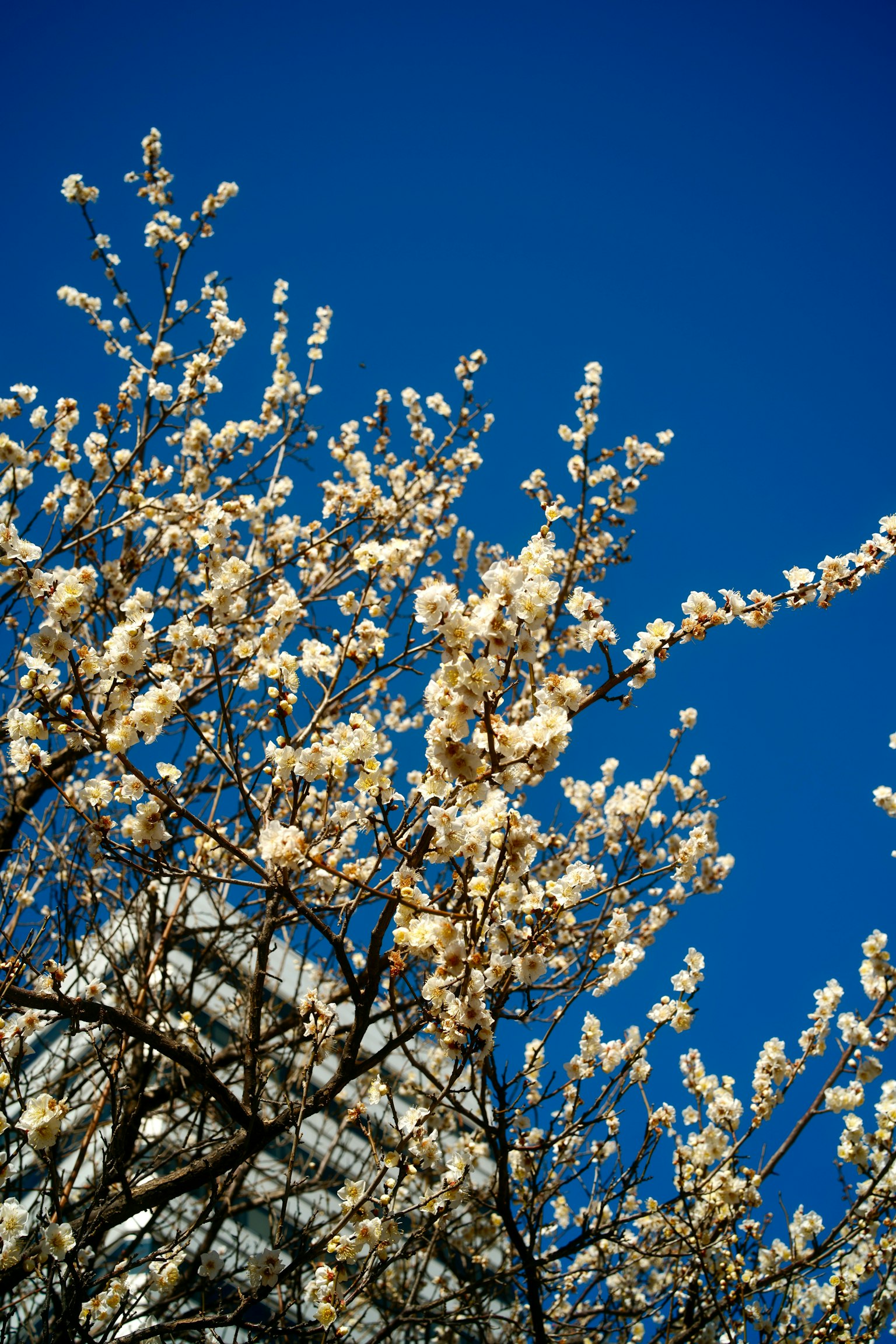 Tree branches with white flowers against a blue sky