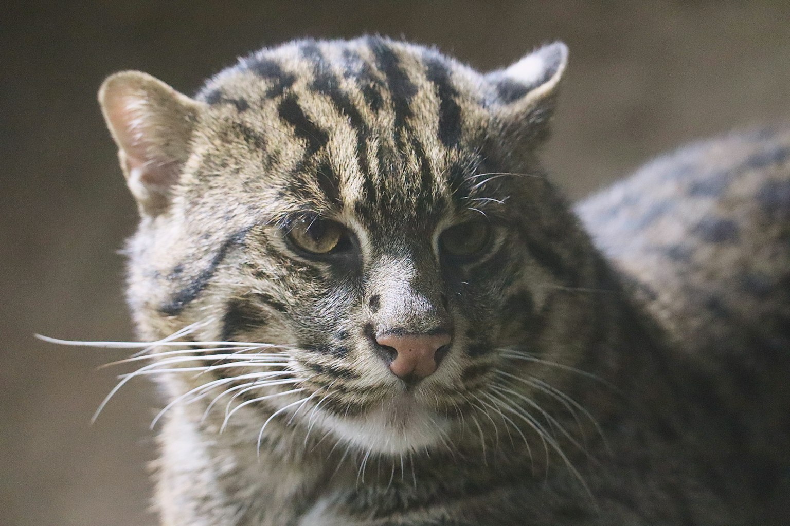 A close-up of an animal with a leopard-like face and distinctive striped fur looking directly at the camera