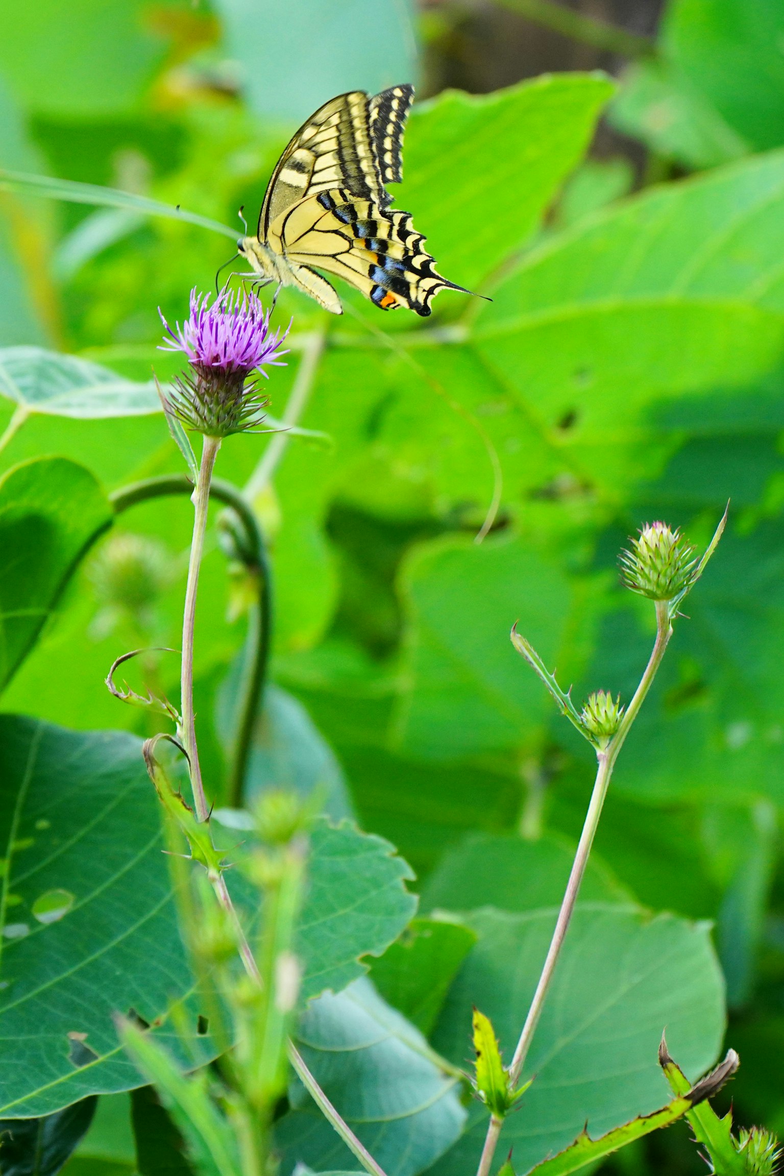 Mariposa amarilla posada sobre una flor morada con hojas verdes de fondo