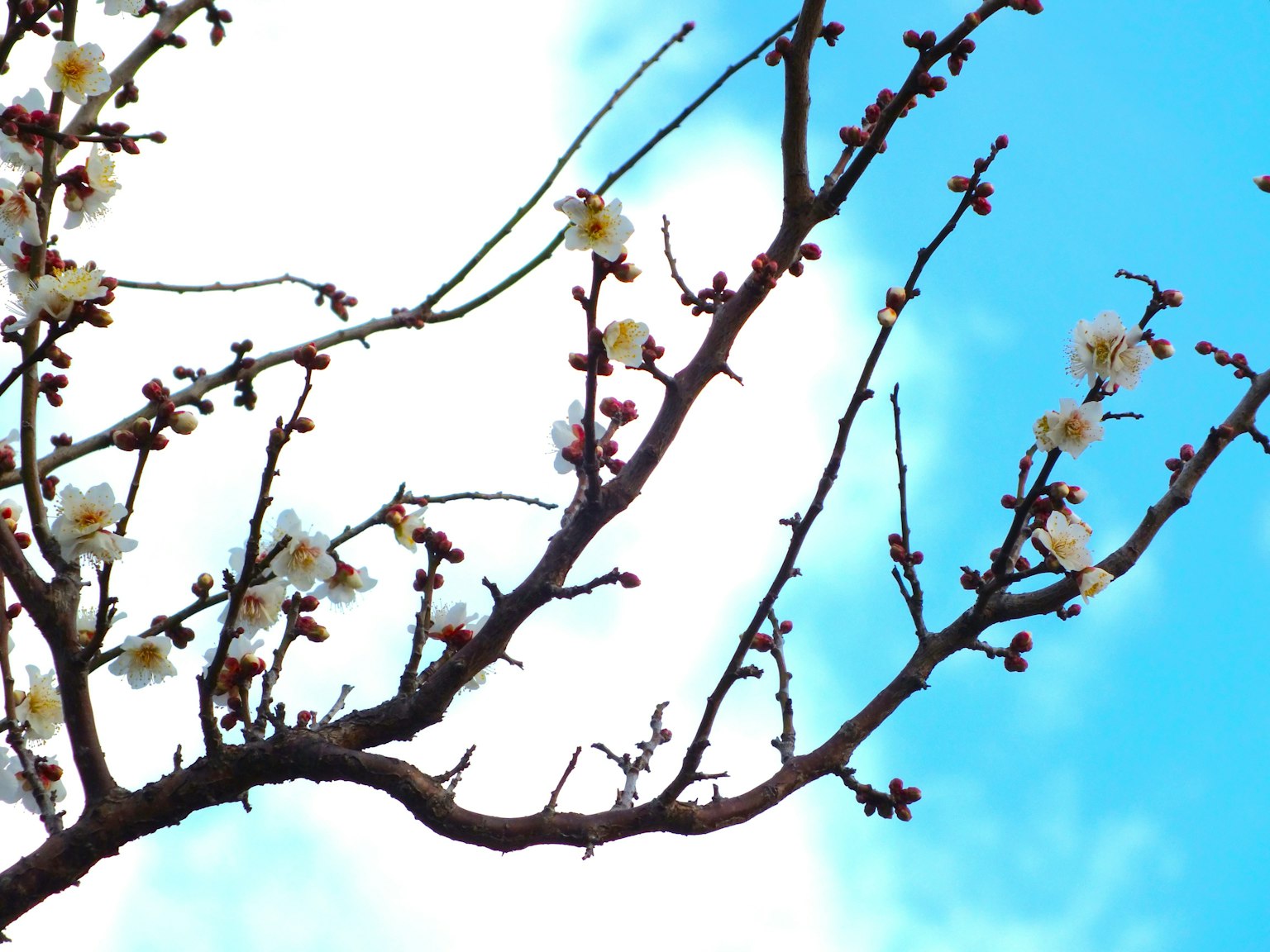 Rama con flores blancas contra un cielo azul