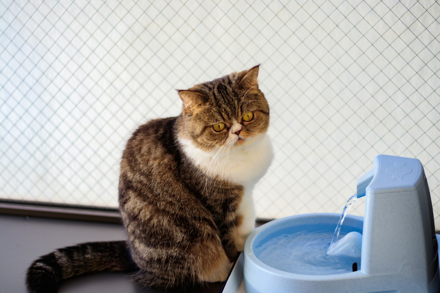 坐在水泉旁的猫