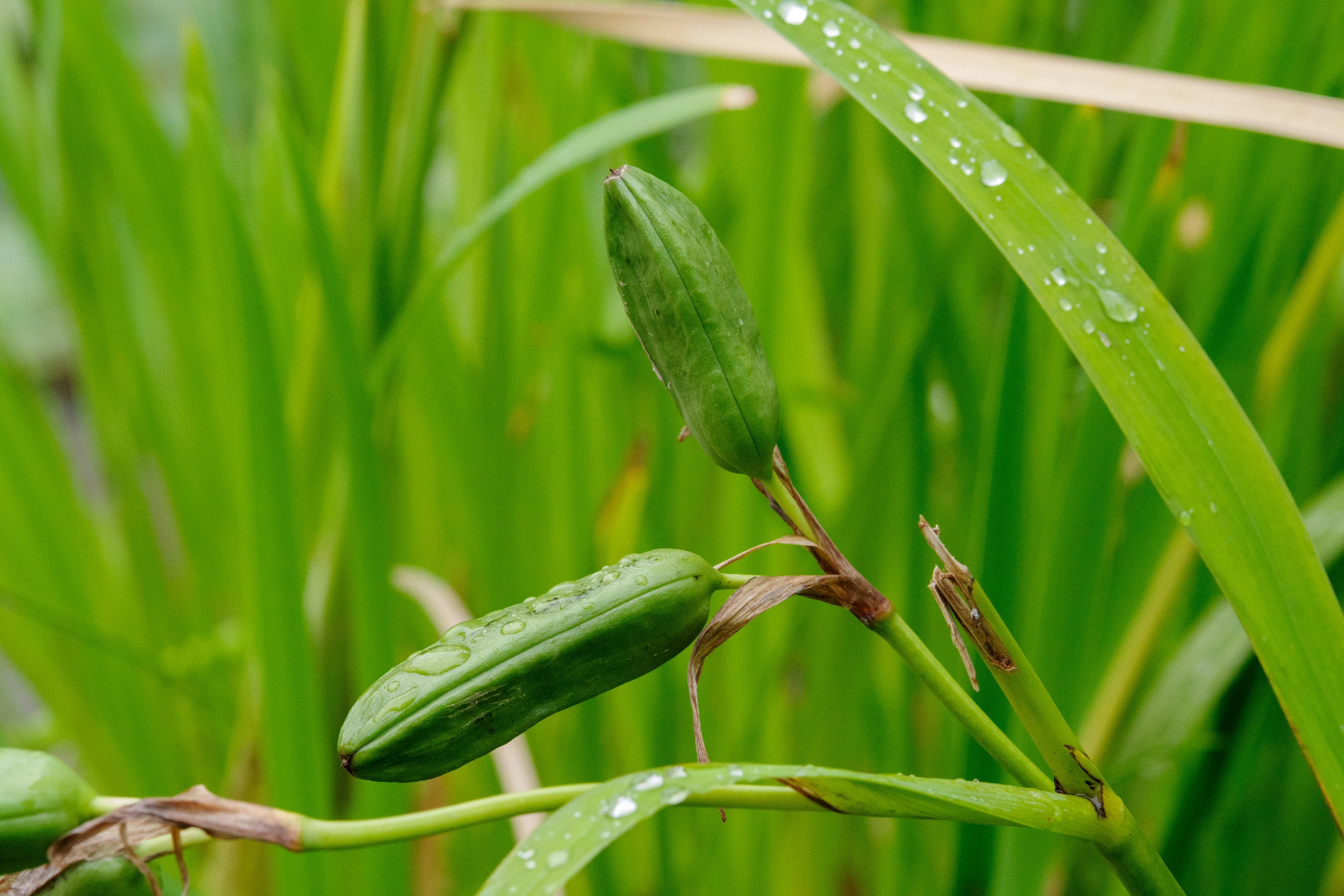雨粒のついた若い稲の穂と葉