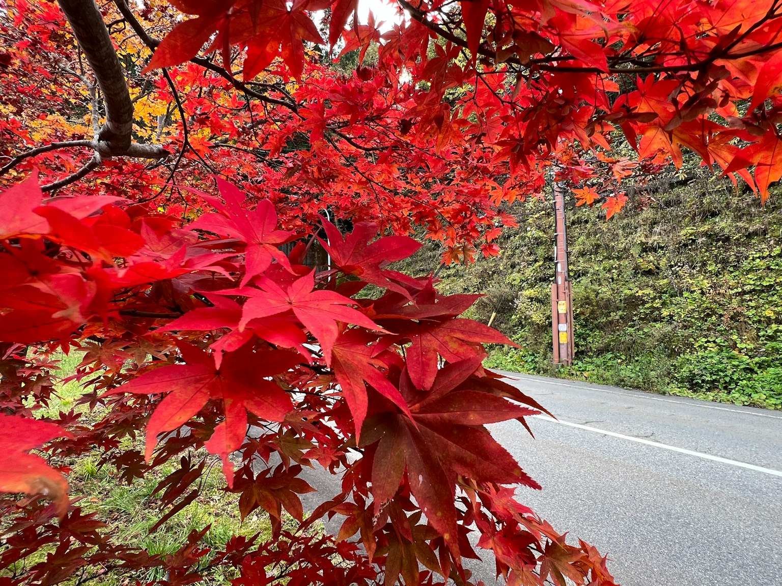 Lebendige rote Ahornblätter in der Nähe einer Straße in einer Herbstlandschaft