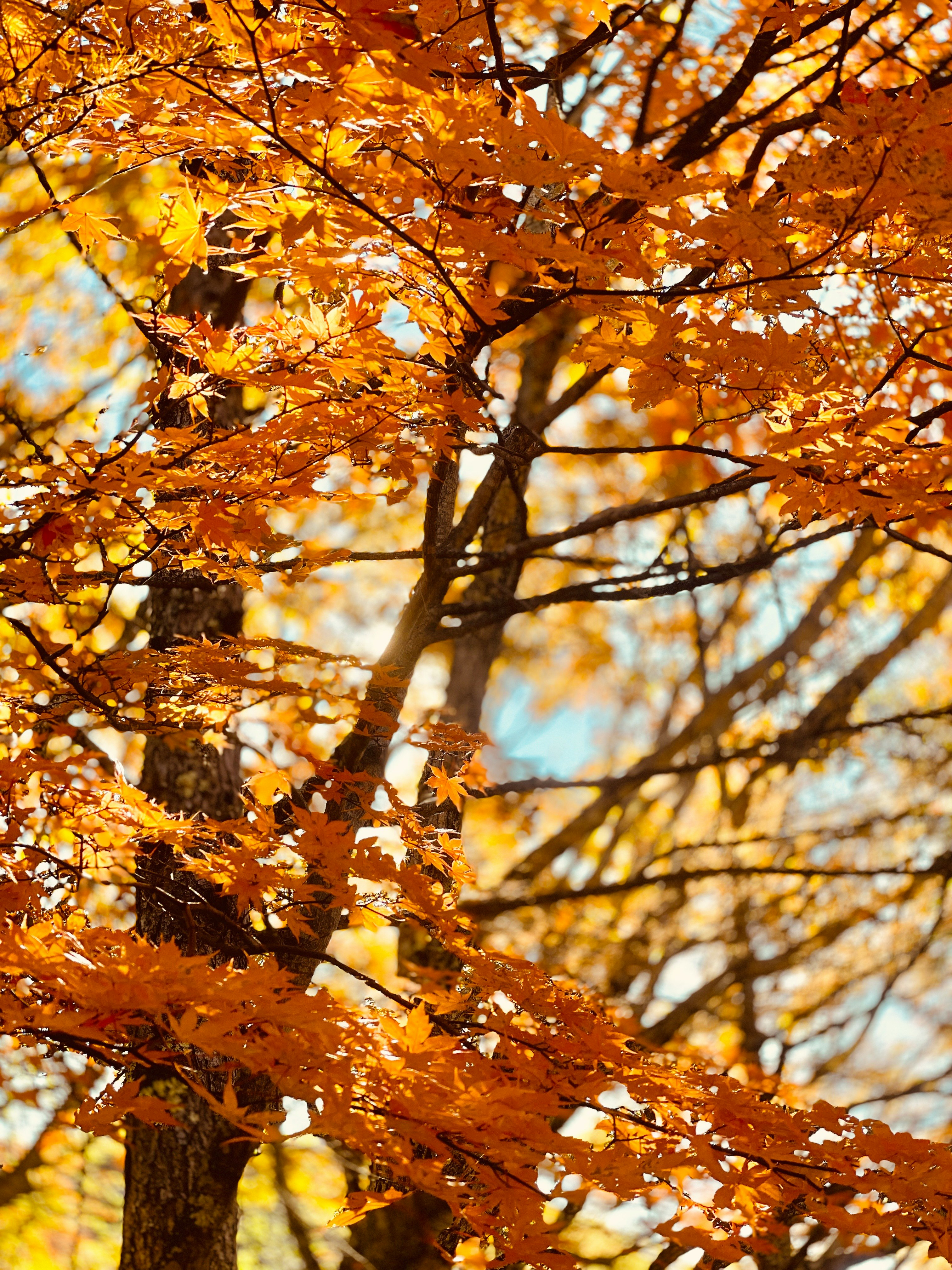 紅葉の木々が満開に広がる秋の景色